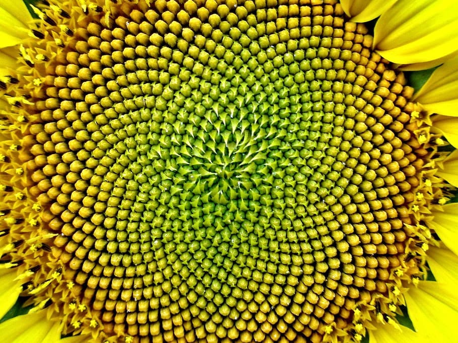 fibonacci sequence fibonacci sequence