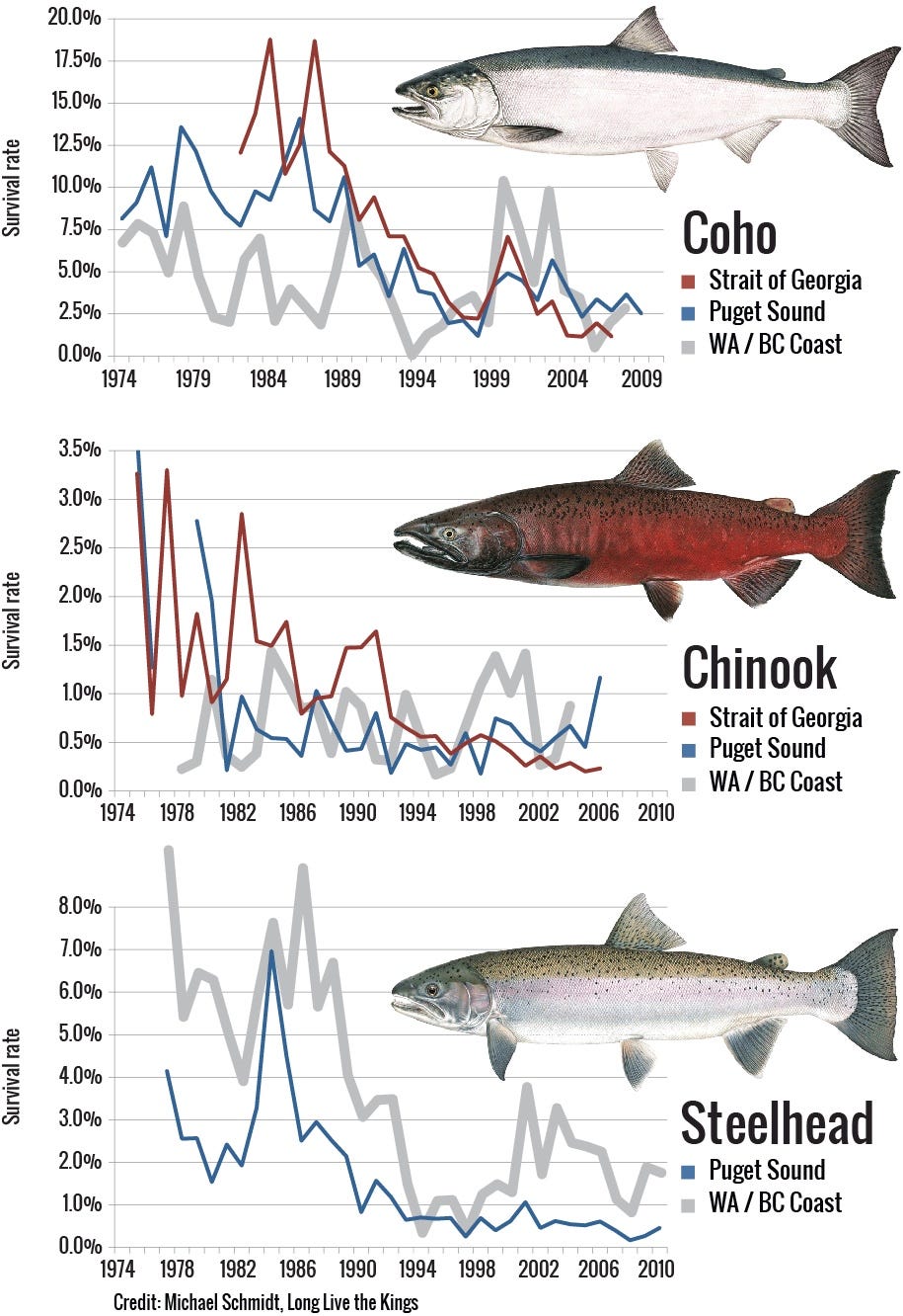 How Does Water Quality Impact the Salmon in the Puget Sound? by Daisy