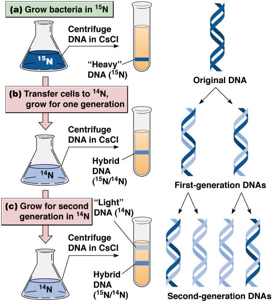 DNA REPLICATION by Biology Experts Notes Medium