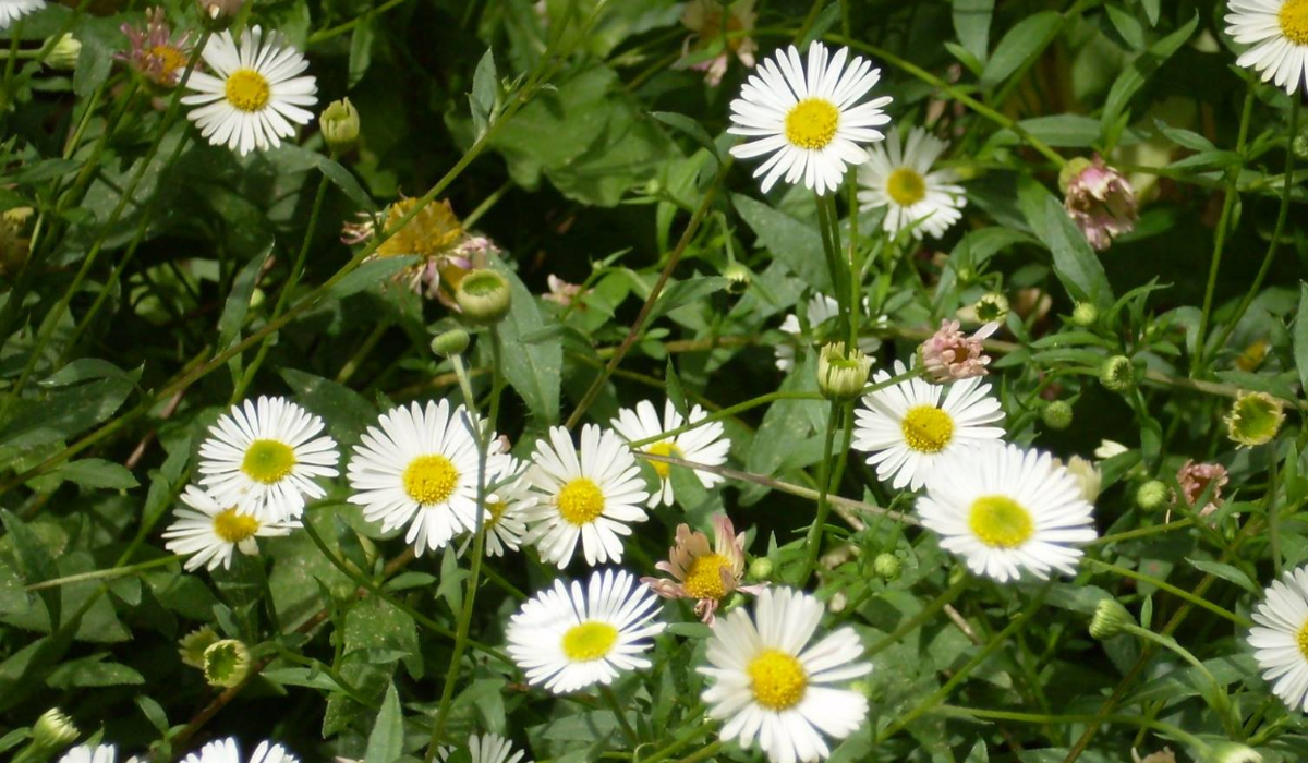 The Benefits And Side Effects Of Apigenin By Body Nutrition Medium