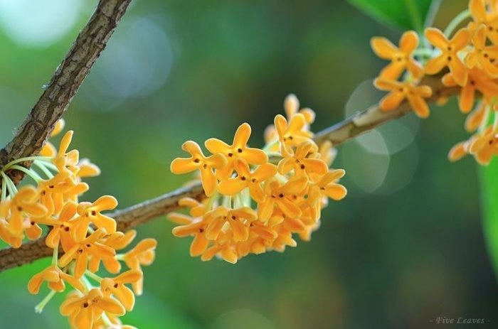 关于桂花 月桂 肉桂的一些考据 中国古代对物种的分类多数来自形态 用途 气味等的相似 因此可能本来不同科属种的物 By 谭樊马克