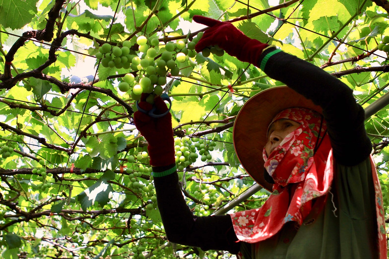 改變水果次級品命運卡維蘭特有精釀啤酒 洪毅宏創立卡維蘭公司 用次級品水蜜桃釀出無添加香料的精釀啤酒 創造獨特社會價值 By 生命力新聞