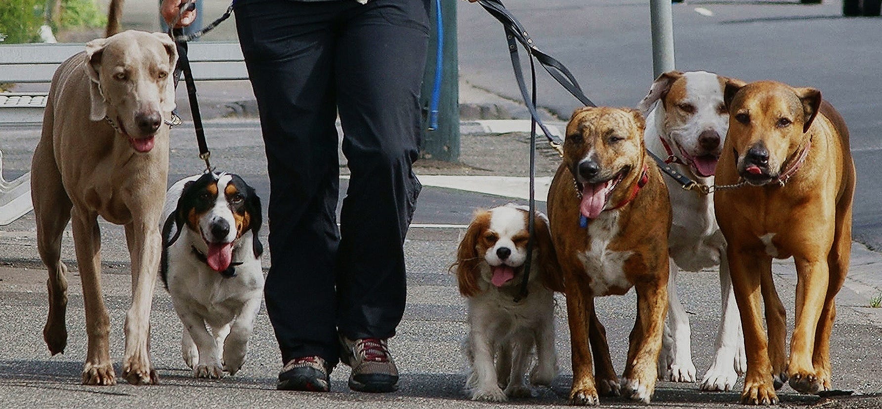 quay canine dog walking services