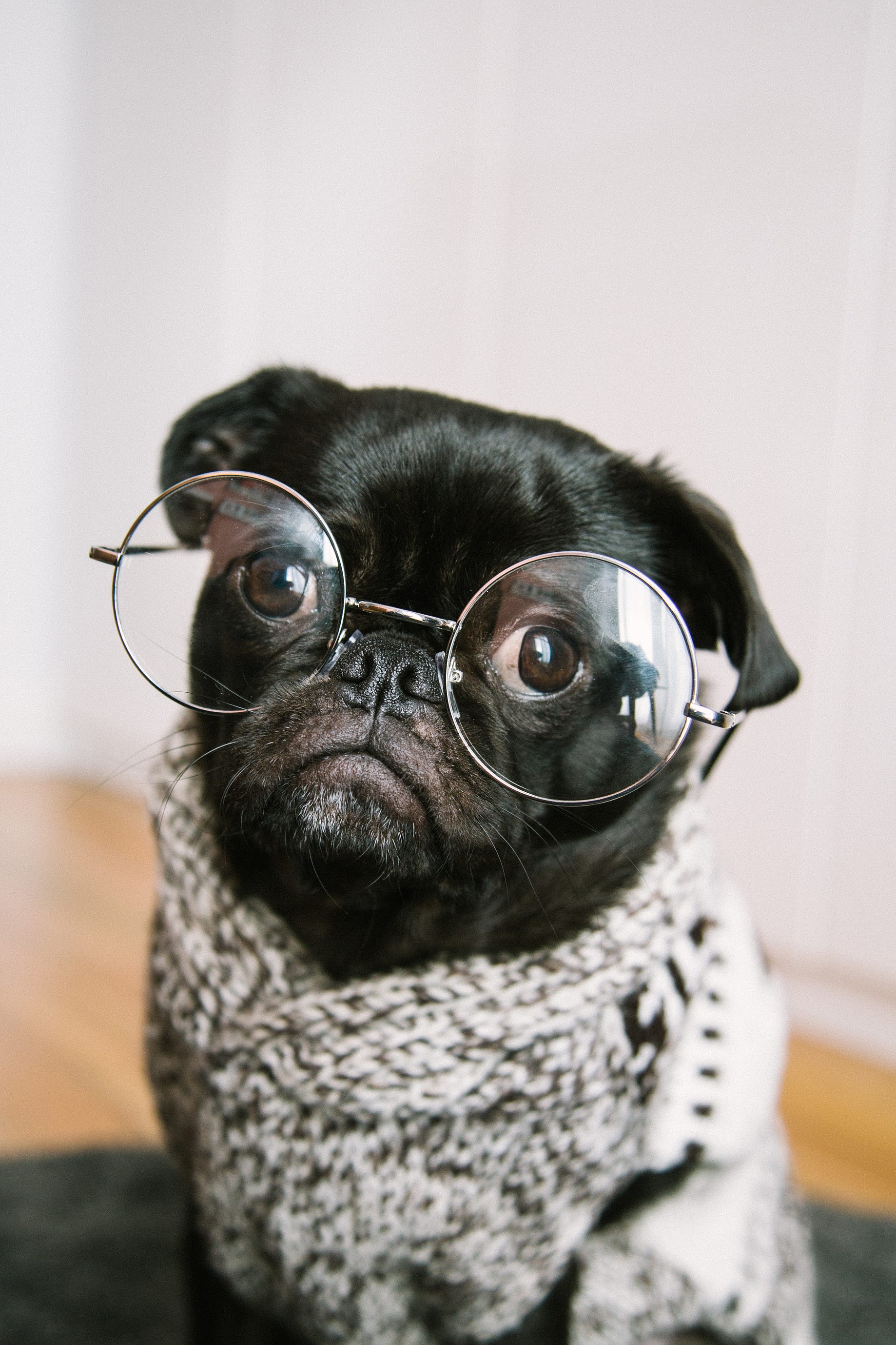 How Cute Dog Memes And Walks Promote Work Life Balance By Lee Nourse Writers Guild Medium