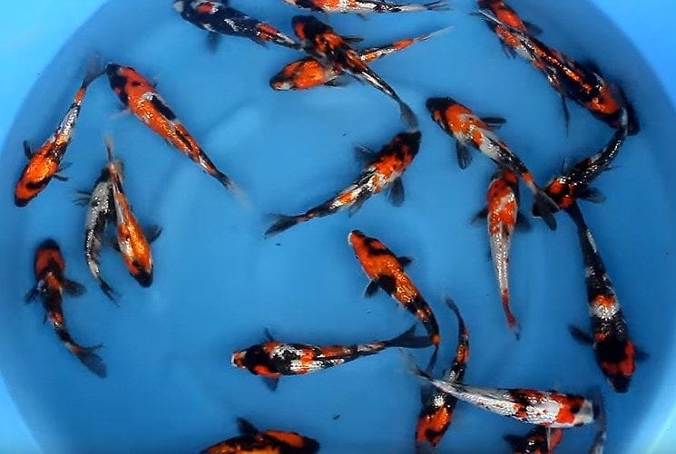 Klasifikasi Ikan Koi Gosanke Klasifikasi Ikan Koi Gosanke Adalah By Rizka Hernanda Medium