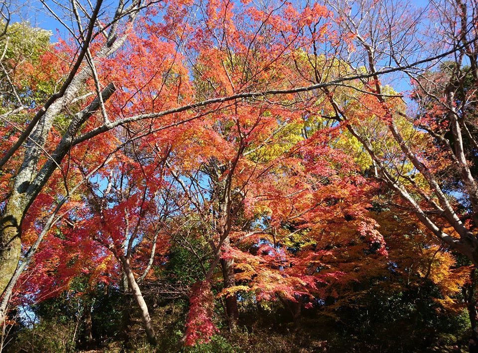 京都賞楓 曼殊院門跡 敕使門 Am 10 55 By Ian Medium