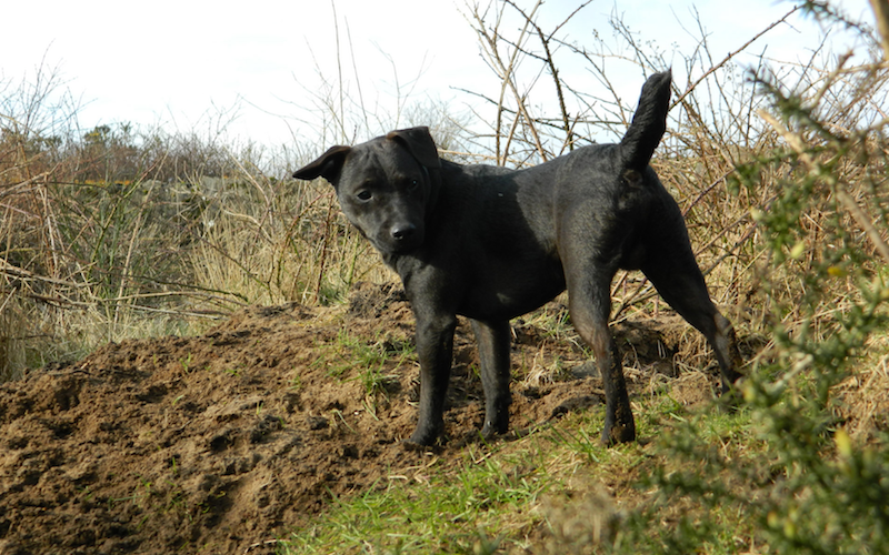patterdale fell terrier