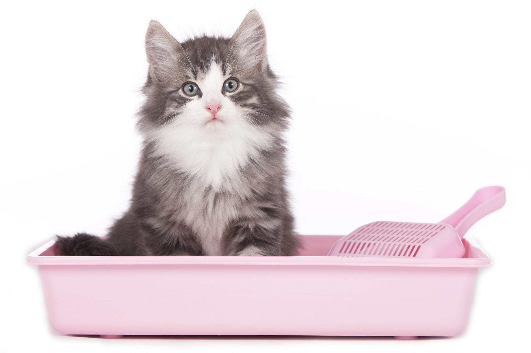 cat litter toxic