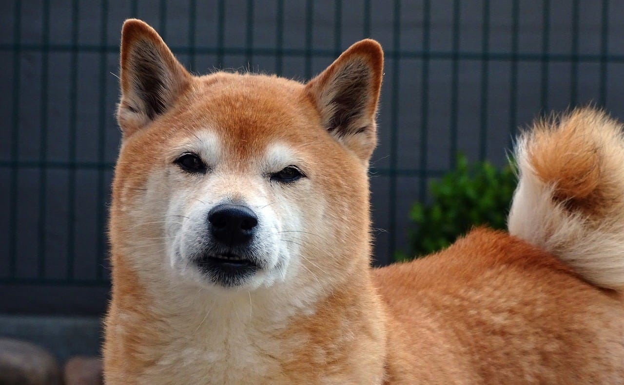 北海道 飼い犬の豆柴を助けようとし逃げ遅れたか 住宅火災 死んだ犬のそばで飼い主とみられる男性の遺体発見 By ひえたコッペパン Medium