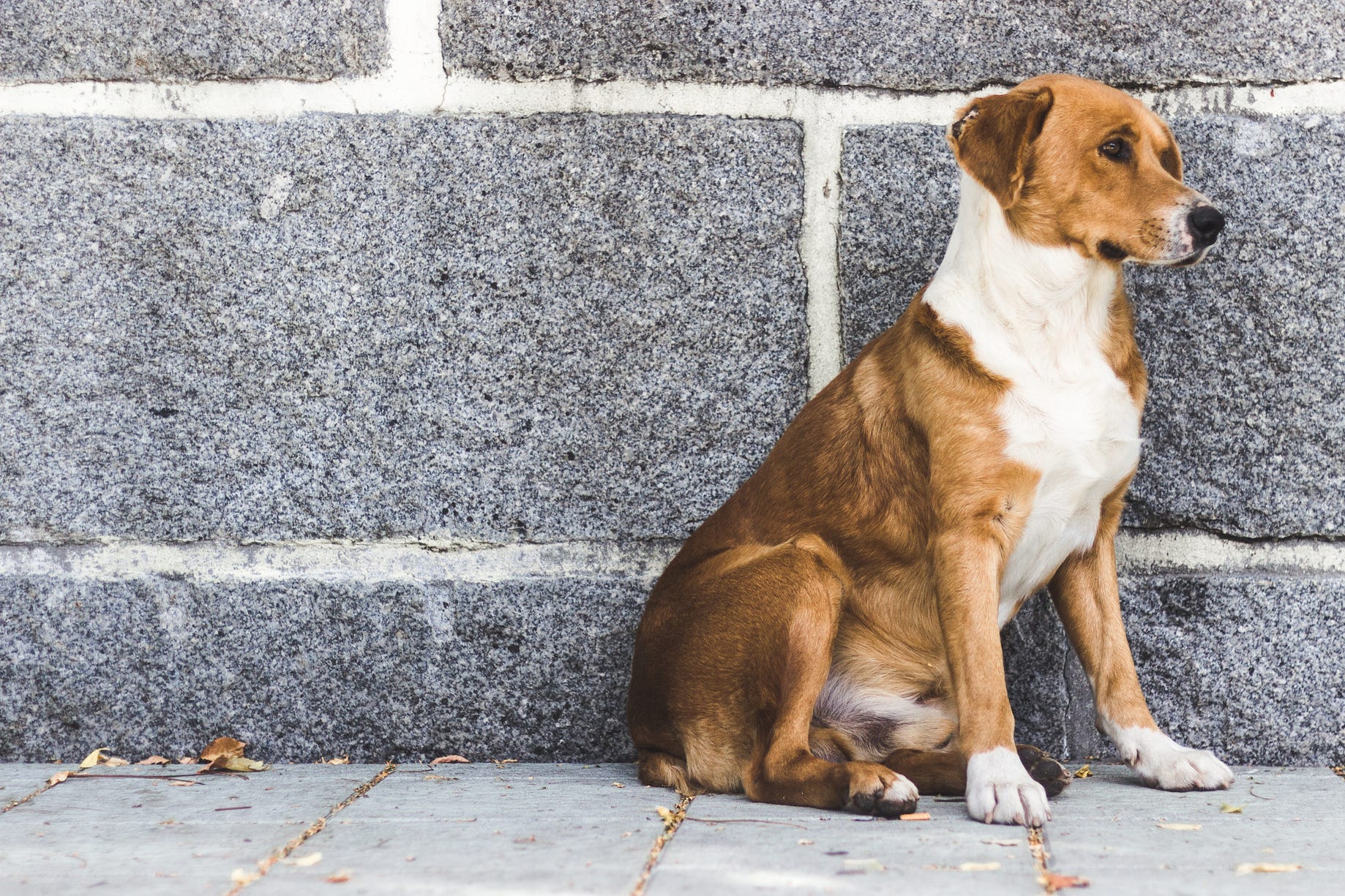 7 Reasons Why Stray Dogs Deserve More Love Predict