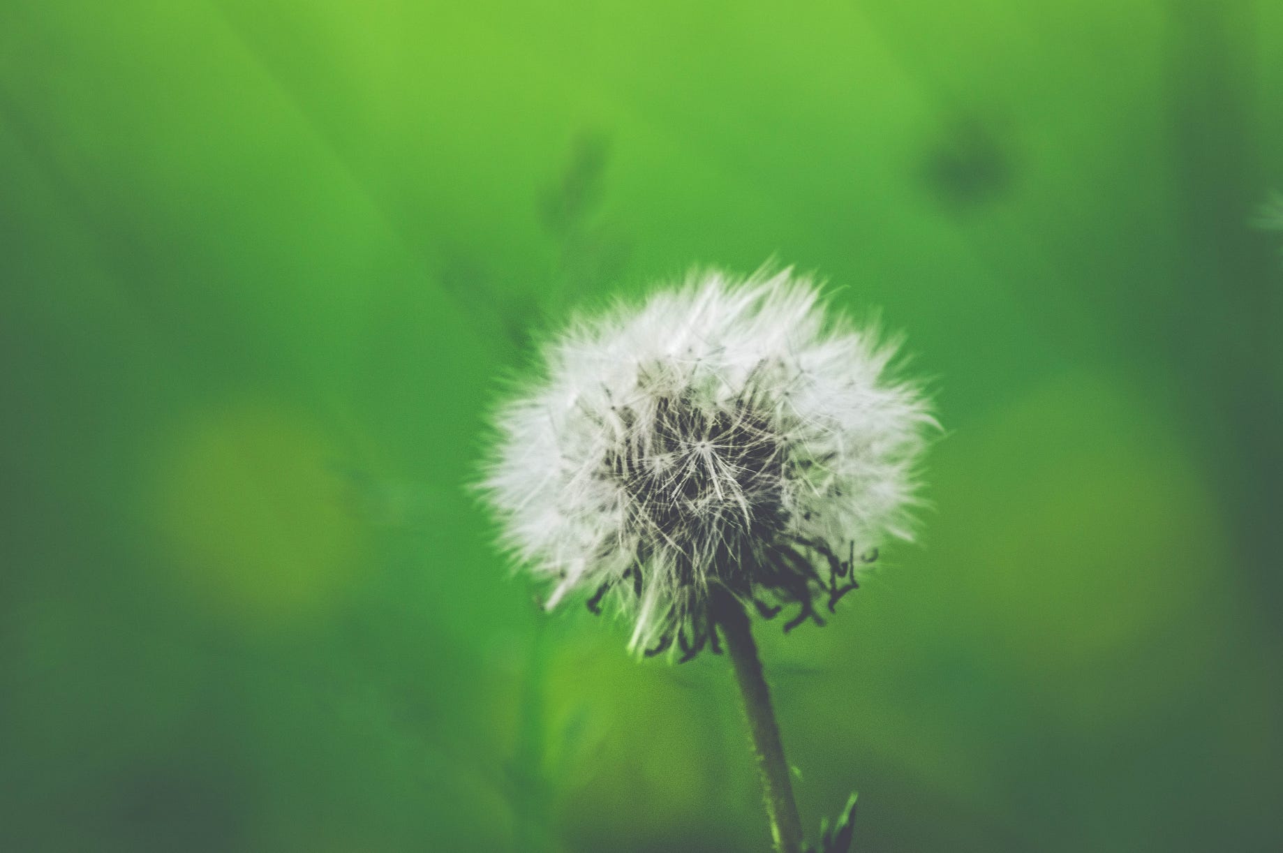 What Is The Cause And Symptoms Of Pollen Allergies By Wynd Medium