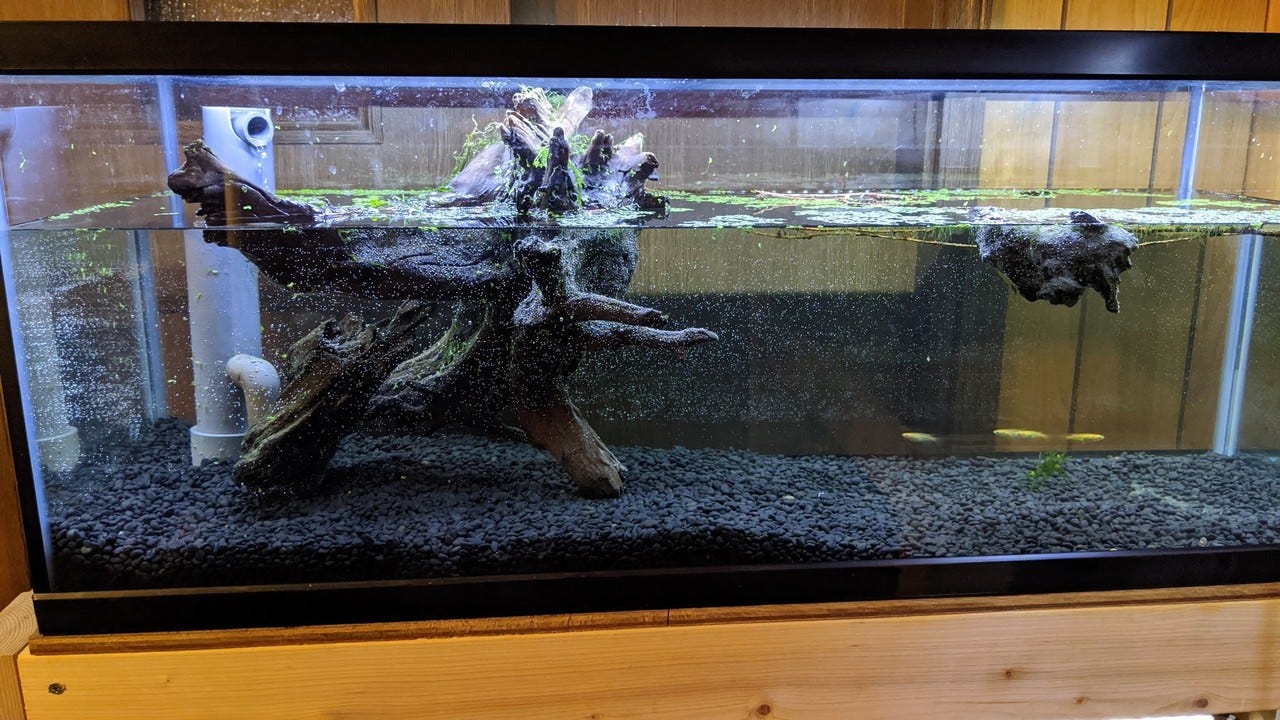 趣味の熱帯魚と3重管オーバーフロー水槽を自作してみた話 ハヤカワです 音楽やプログラミングの他に隠れた趣味として 熱帯魚をいくつか飼って By Kazuki Hayakawa Medium