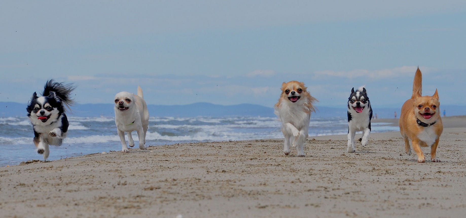 quay canine dog walking services