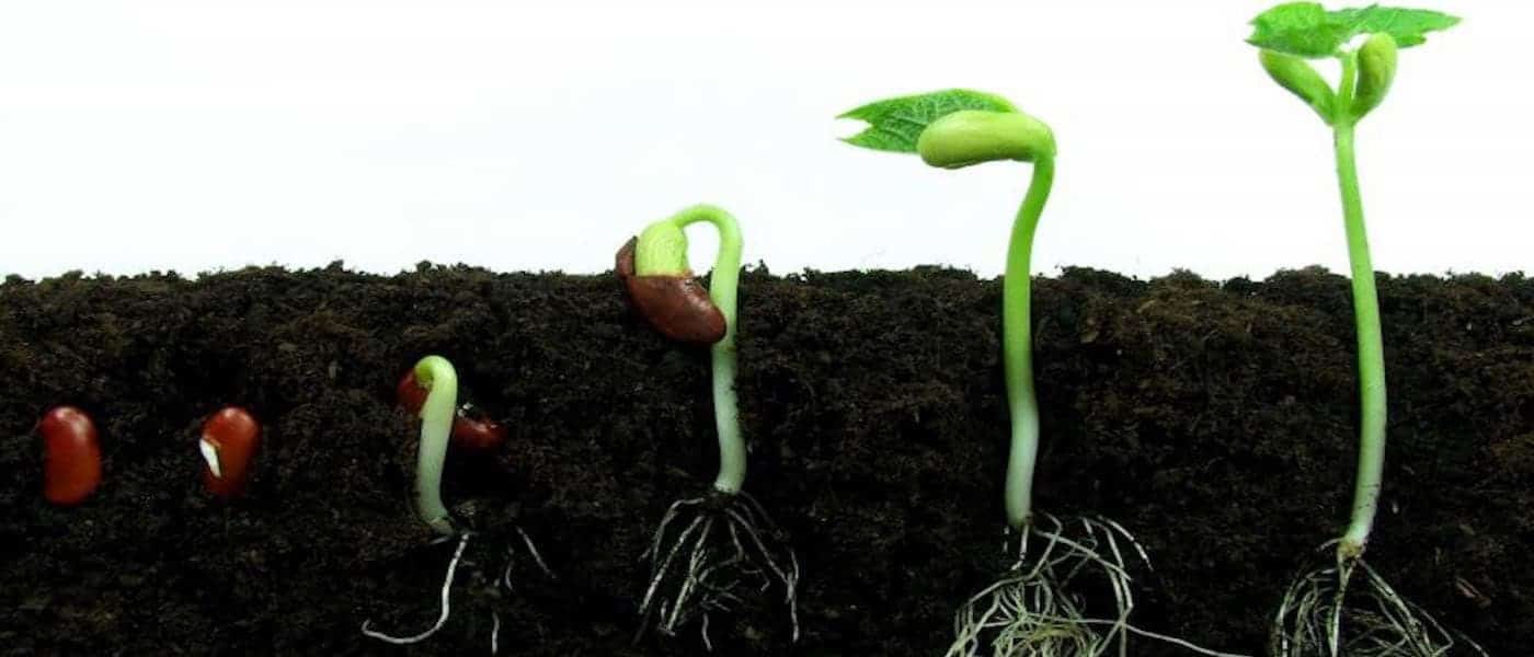 第六步 種子如何發芽 如果你運氣很好有長根的克隆 Clone 請直接跳過這一章節 By Kao Medium 第六步 種子如何發芽 如果你運氣很好有長根的克隆 Clone 請直接跳過這一章節 By Kao Medium