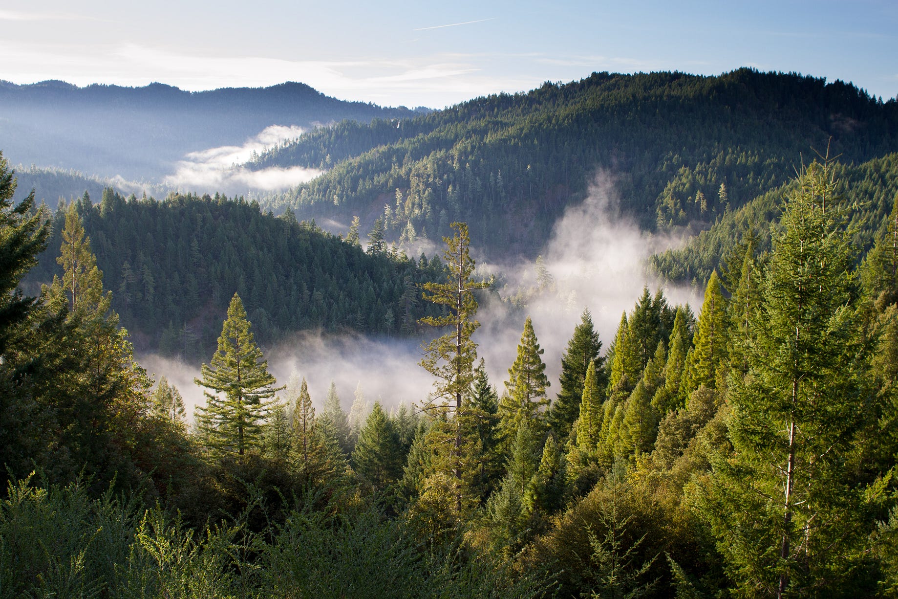 Ecosia The Search Engine That Turns Profits Into Trees - 
