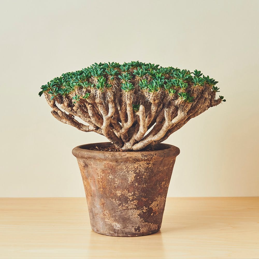 植物の神格 植物品牌plants Of Gods 塊根植物 是盆景藝術的一塊碧玉 By 一樹 Medium 植物の神格 植物品牌plants Of Gods 塊根植物 是盆景藝術的一塊碧玉 By 一樹 Medium