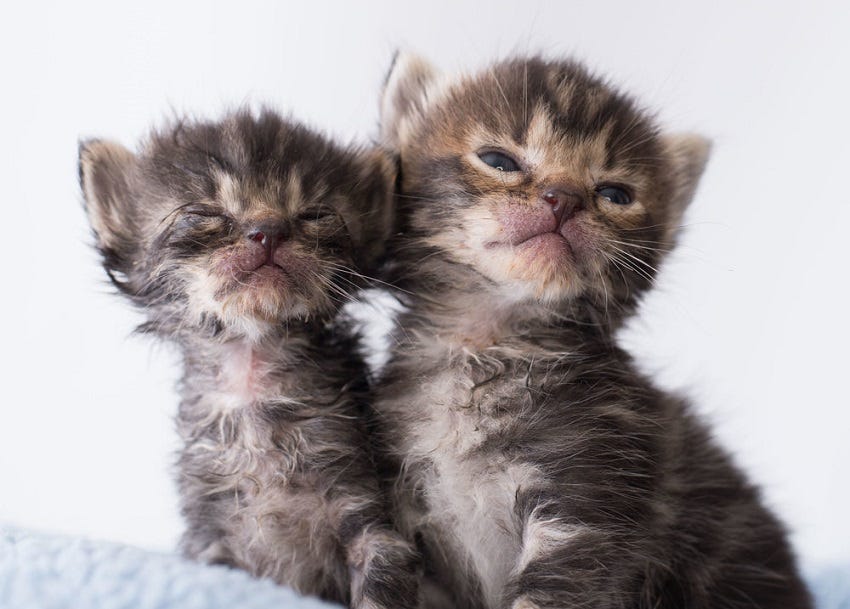 Kedilerde Goz Iltihabi Avci Ve Etobur Olan Kediler Muhtesem By Semra Senol Medium