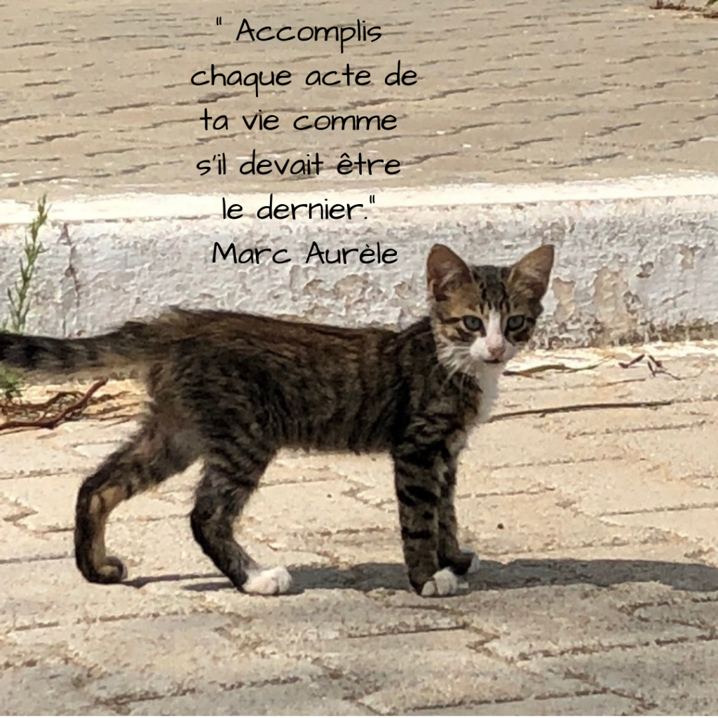 Le Top Des Citations Inspirantes Et Motivantes Pour Oser S Initier A Un Projet Investir Entreprendre Et Agir Malgre Les Difficultes By Maxus357 Orion Cashflow Medium