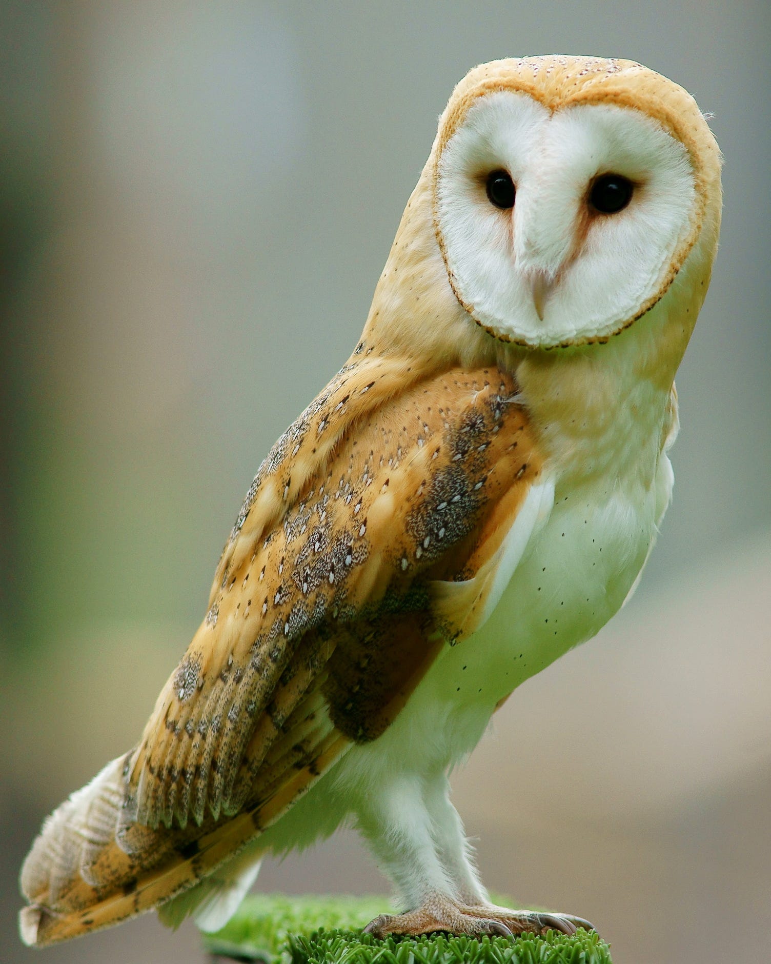 Cursing Owls Content Warning By David Bowles Medium