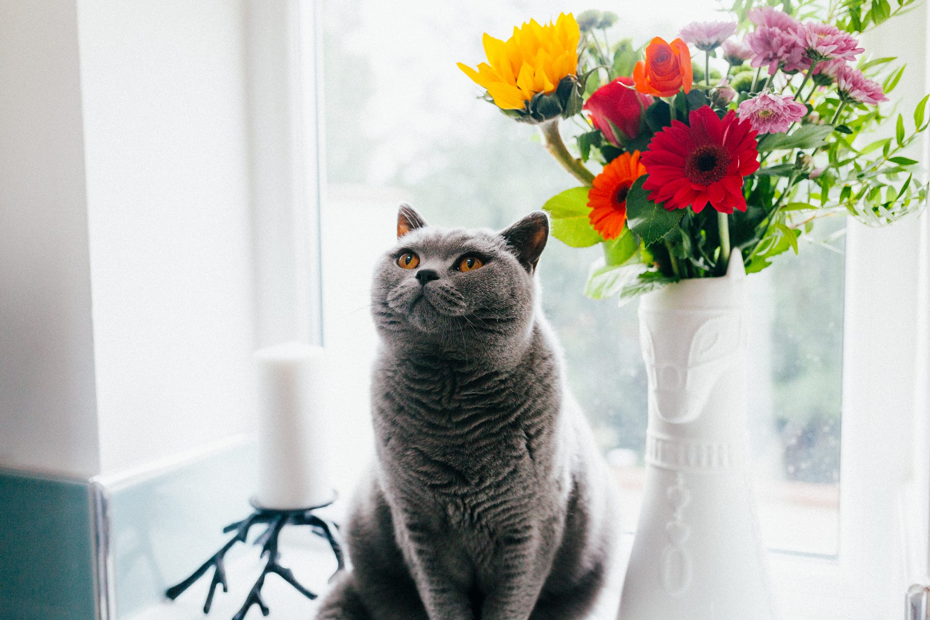How To Make Your Pet Famous On Instagram Better Marketing Medium - 
