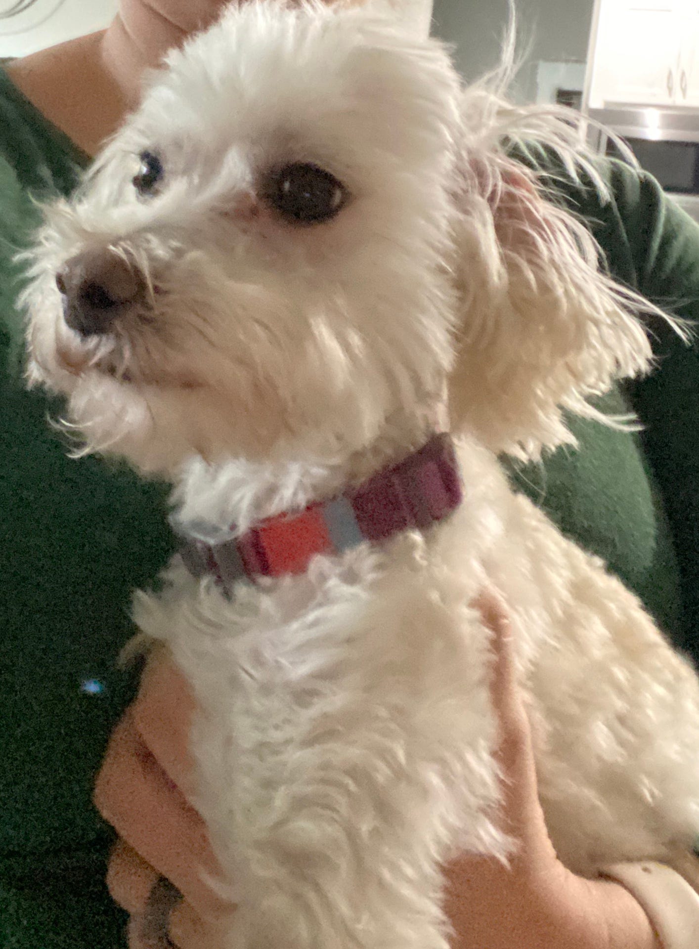 Maltipoo Maltese X Toy Poodle Mix Dog For Adoption Near Nashville Tn Adopt Wrigley By Deborah Moore Medium