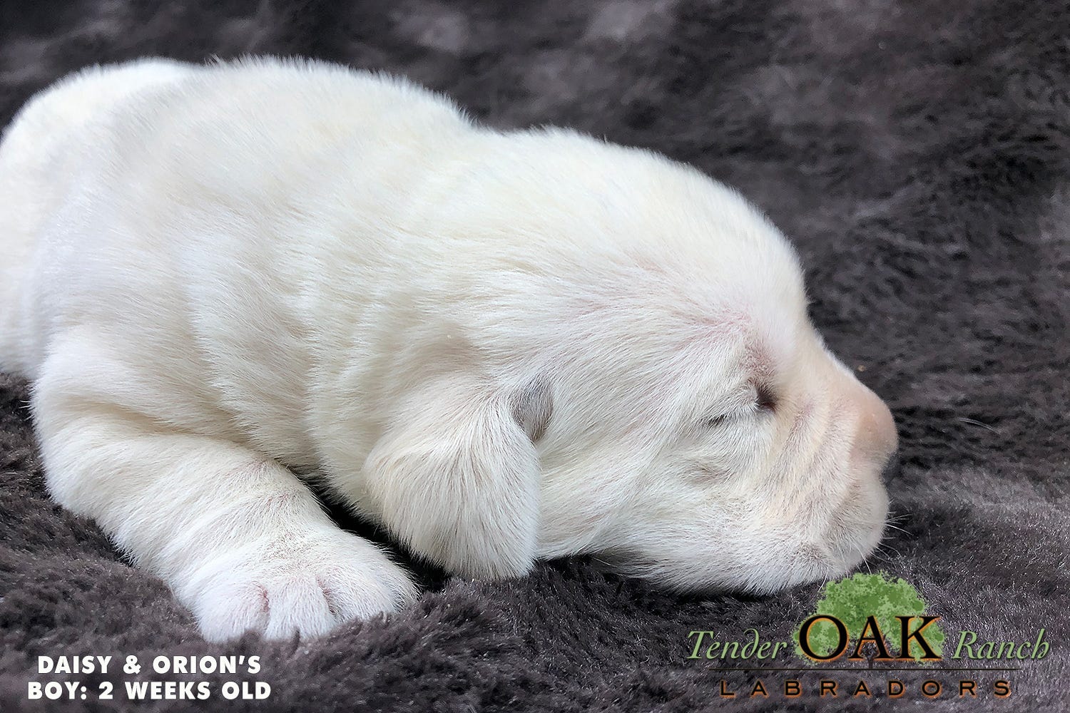 Cute Yellow Lab Puppy For Sale If You Re Are Also Looking For A Yellow By Tender Oak Labradors Medium