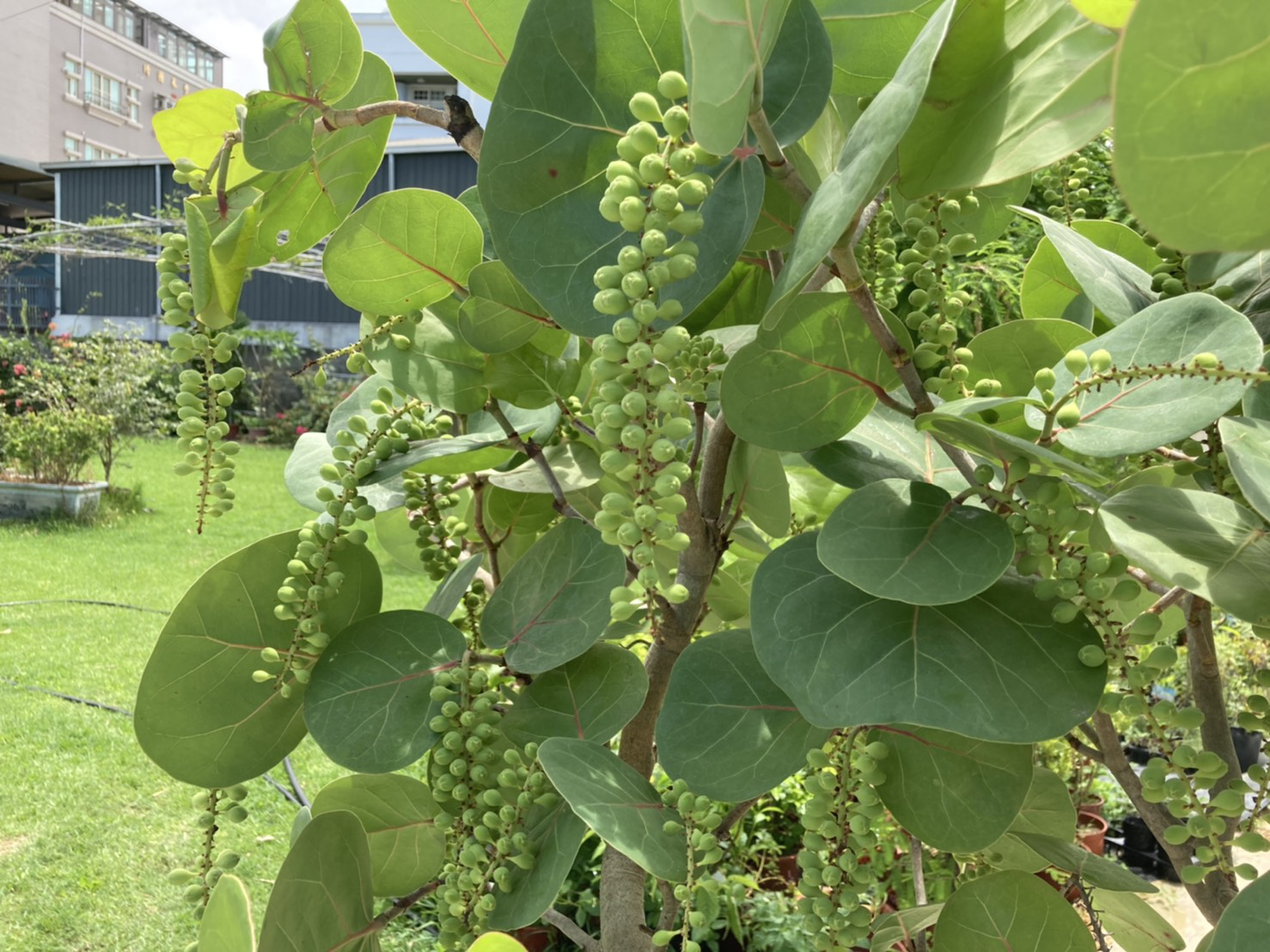 海葡萄樹怎麼養 給新手的基礎照護指南 空間綠化師不藏私分享海葡萄從澆水 保養 挑選及擺設上的技巧 By 彭彭