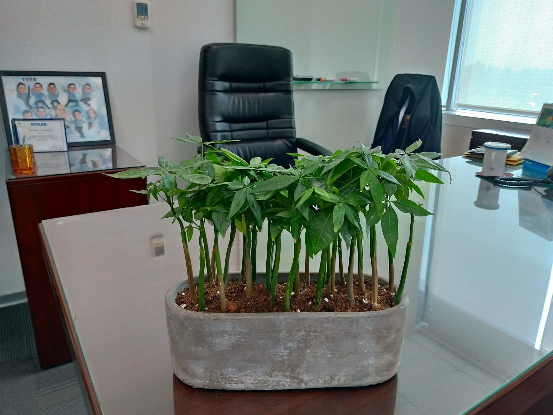 對貓狗無毒的9種室內植物推薦清單 好養又安全 新手爸媽絕對不能錯過 By 彭彭 生活品植 Medium
