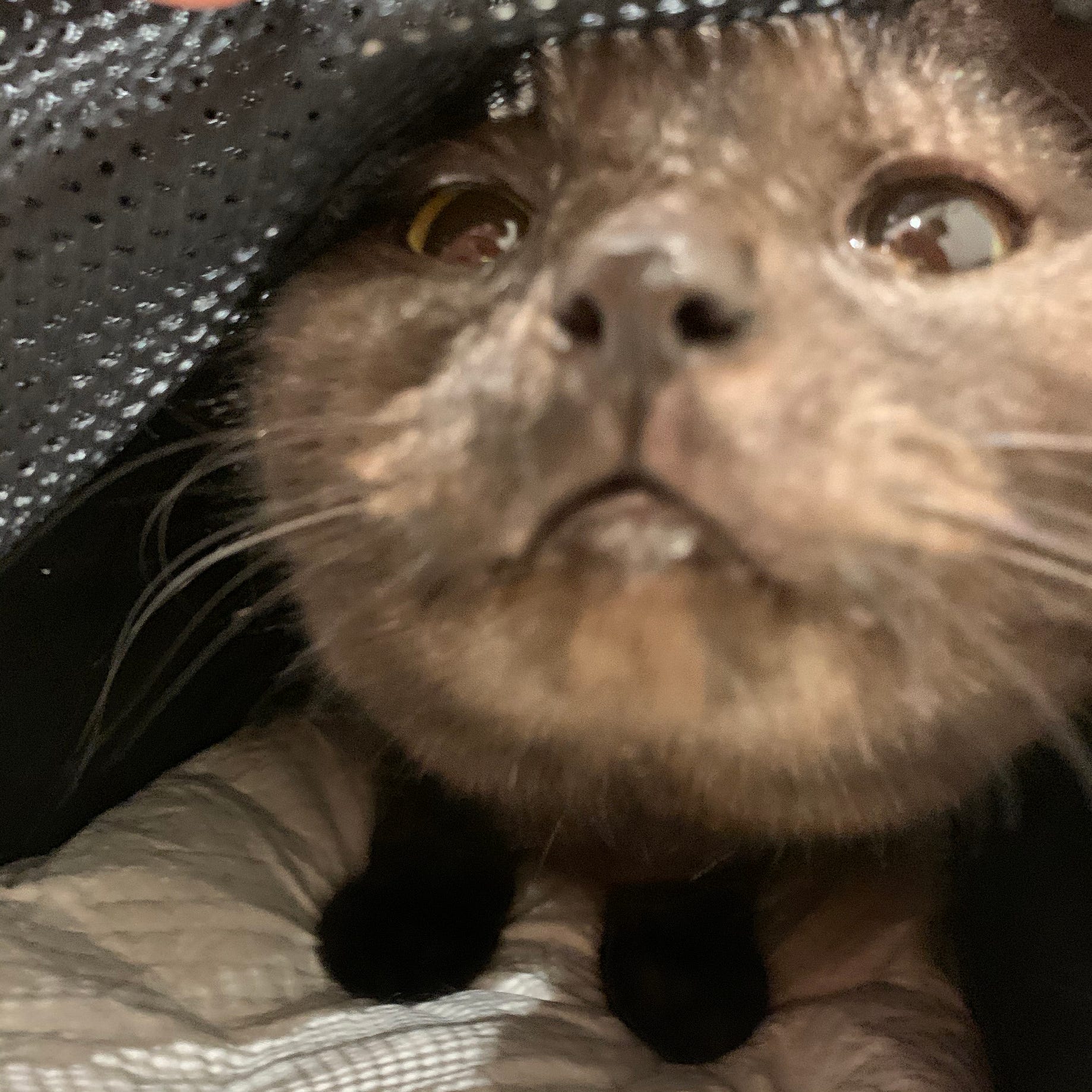 猫と一緒に空の旅を楽しんだお話 年1月24日に猫を機内持ち込みで日本からニューヨークへ運んだ時のお話です By Yui Kobayashi Medium 猫と一緒に空の旅を楽しんだお話 年1月24日に猫を機内持ち込みで日本からニューヨークへ運んだ時のお話です By Yui Kobayashi Medium