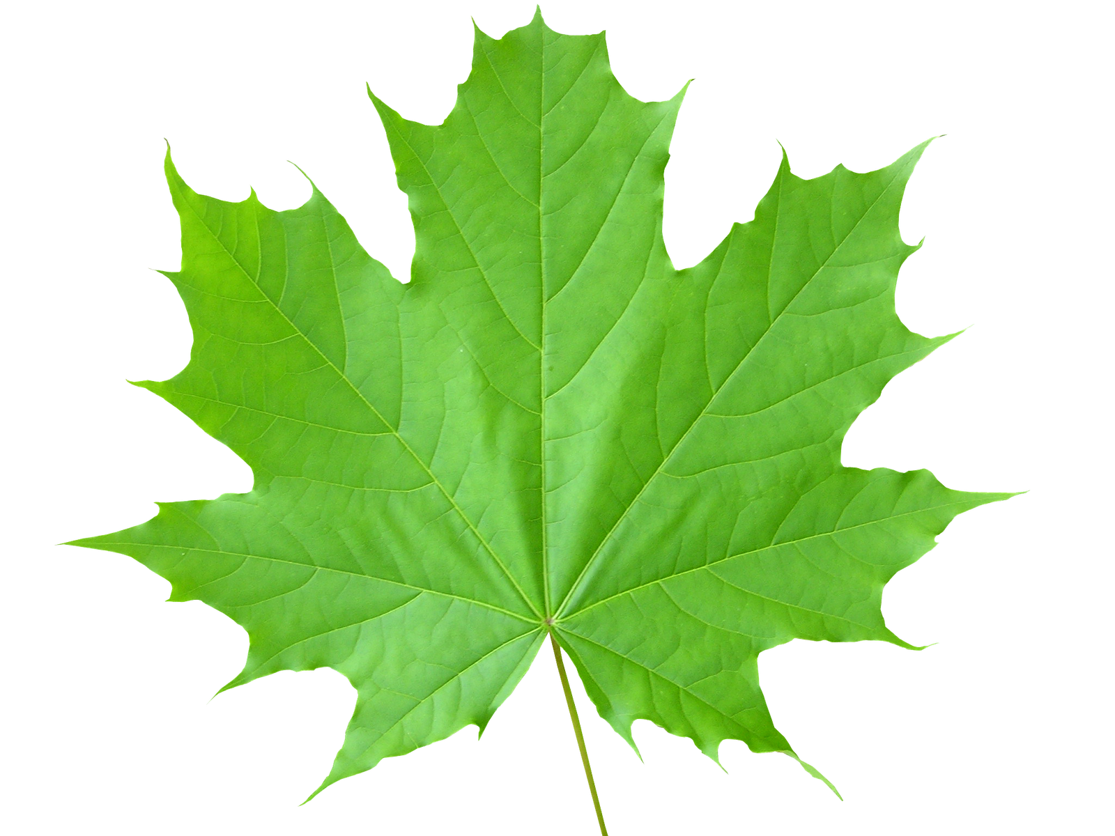 Leaves How Do I End Up Recognizing A Leaf By Mihail Alexandrescu Medium Leaves How Do I End Up Recognizing A Leaf By Mihail Alexandrescu Medium