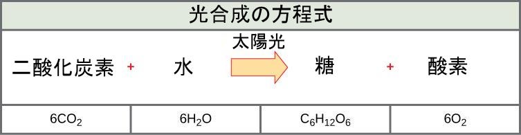 生物学 第2版 第8章 光合成 Japanese Translation Of Biology 2e By Better Late Than Never Medium