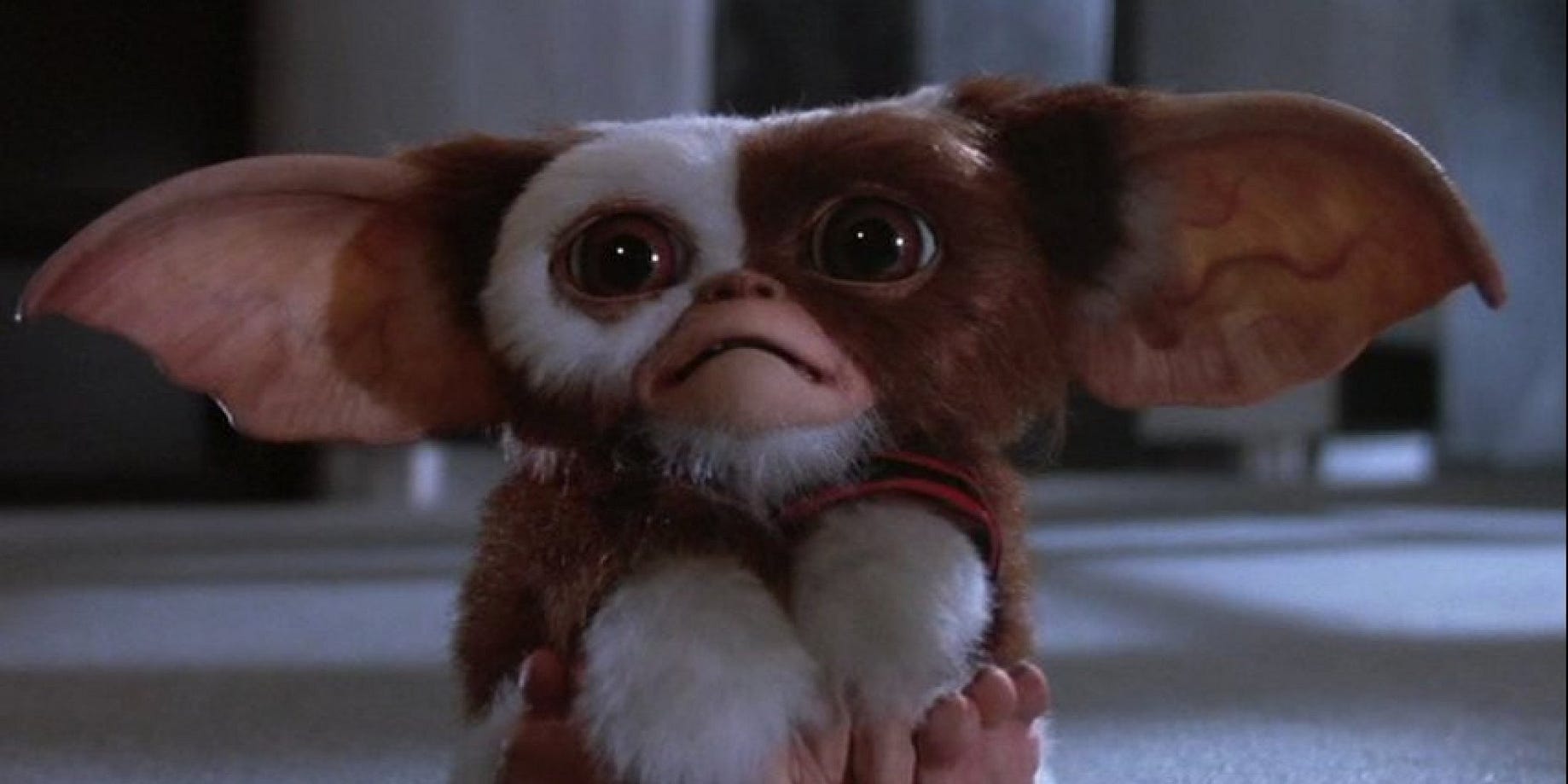 There S A Lot We Don T Know About Mogwai And That S A Problem By Seth G Macy Medium