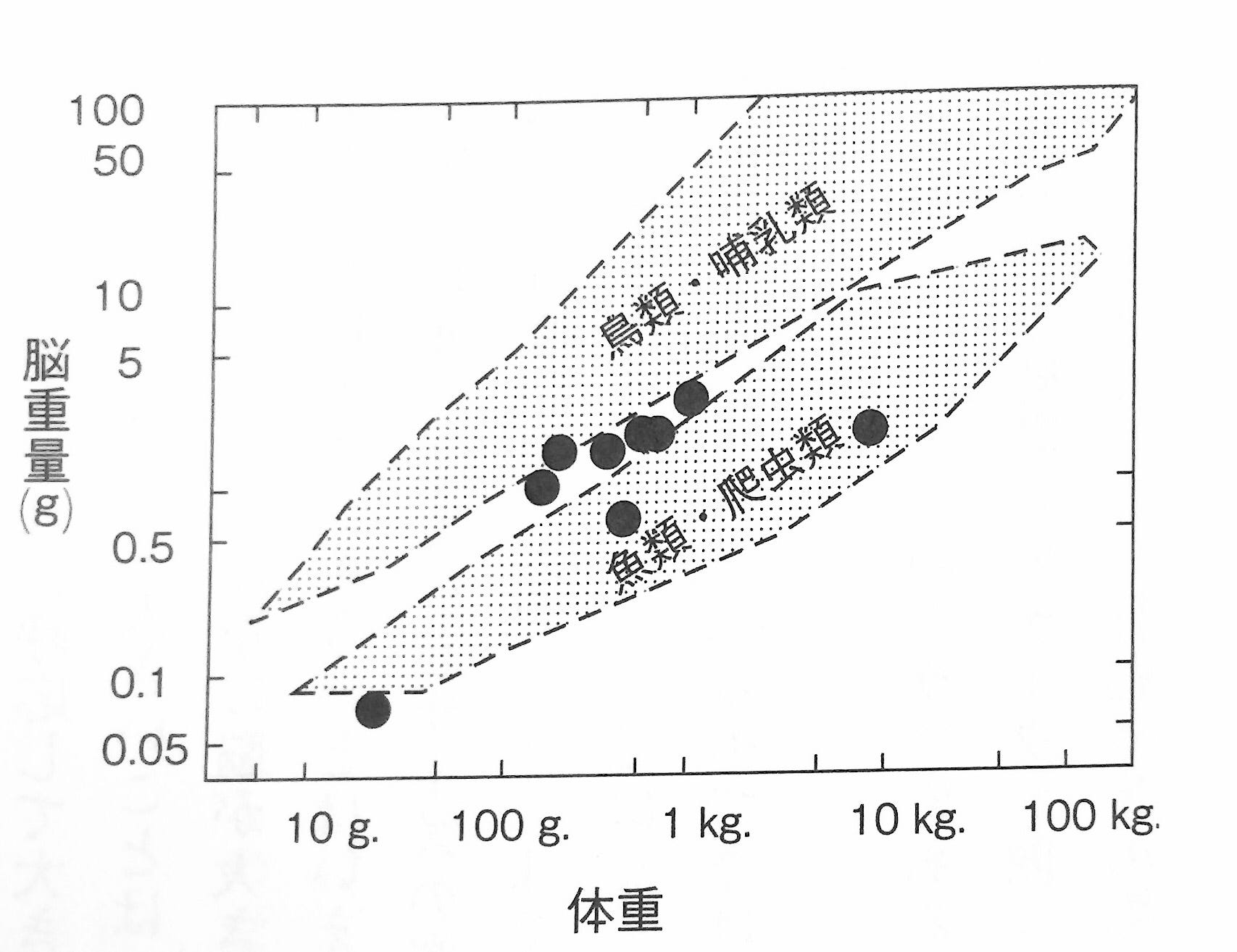 イカとタコと人工知能 最近 イカやタコのことをよく考える By Takemaru Hirai Hello My World Medium イカとタコと人工知能 最近 イカやタコのことをよく考える By Takemaru Hirai Hello My World Medium