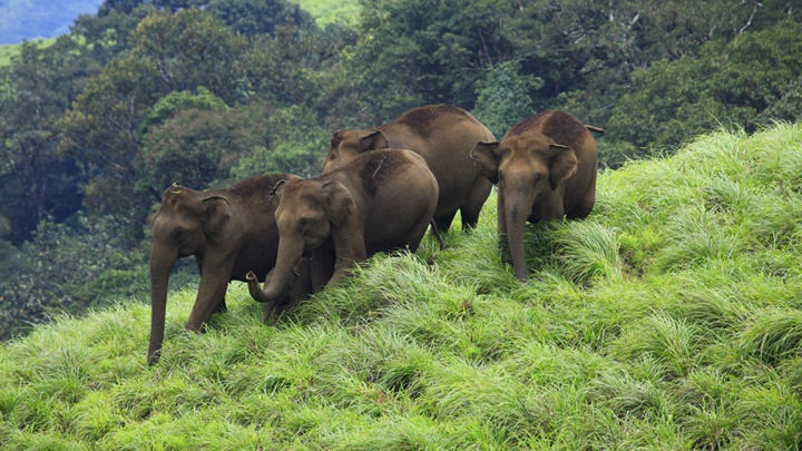 Vellarimala — The Best Place to Explore Trekking and Hill Climbing | by seasonzindia | Medium