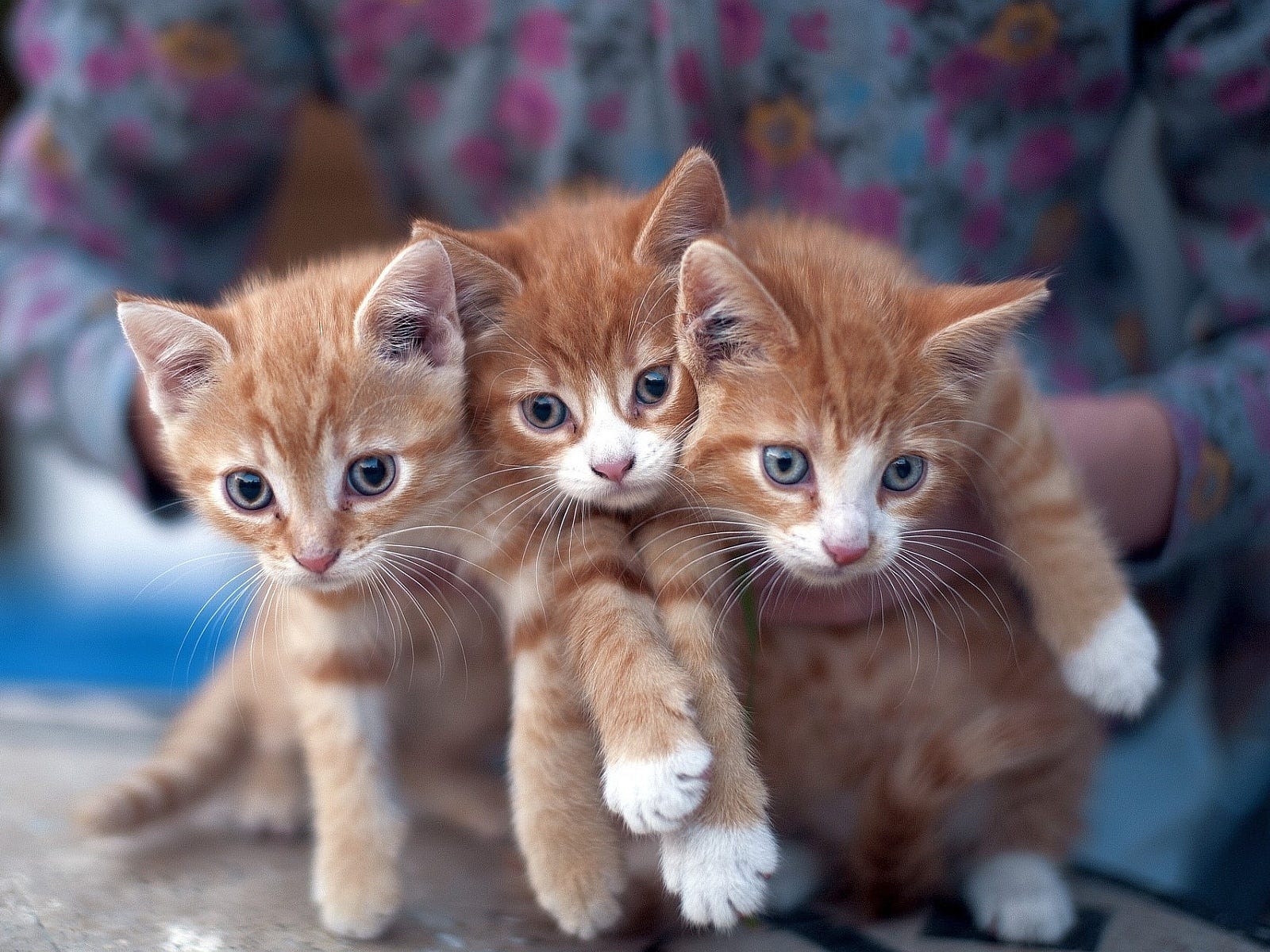 Normalized Vs Denormalized Databases By Kate Walters Medium