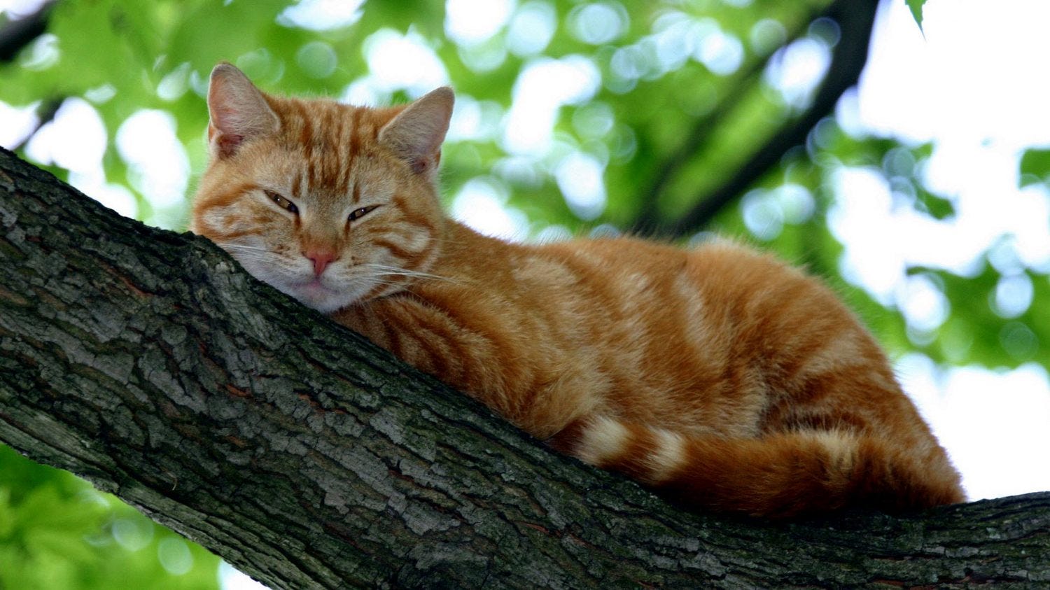 Cats With Down Syndrome Some Ways To Treatment By Khairuddin Kh Medium