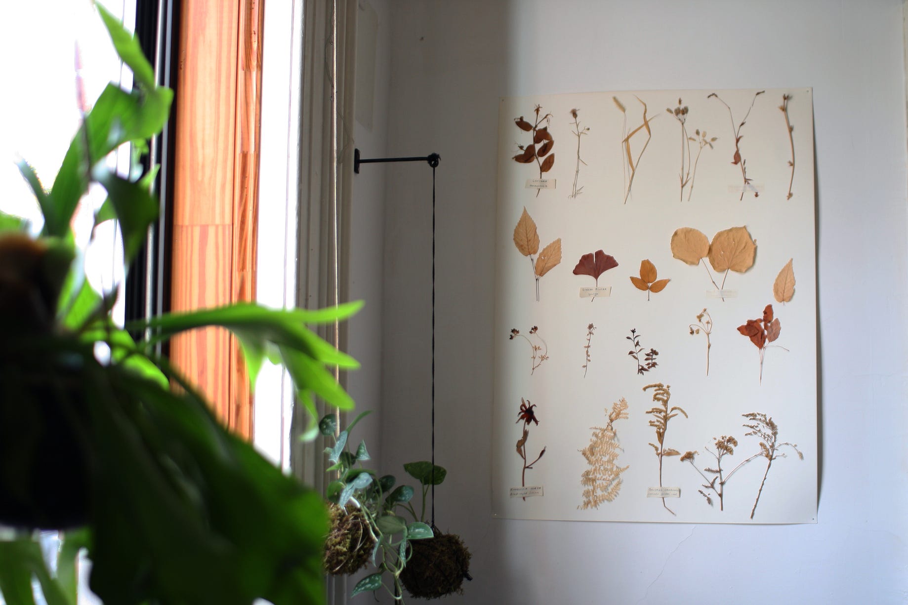 How To Make A Herbarium Biophilia Magazine Medium How To Make A Herbarium