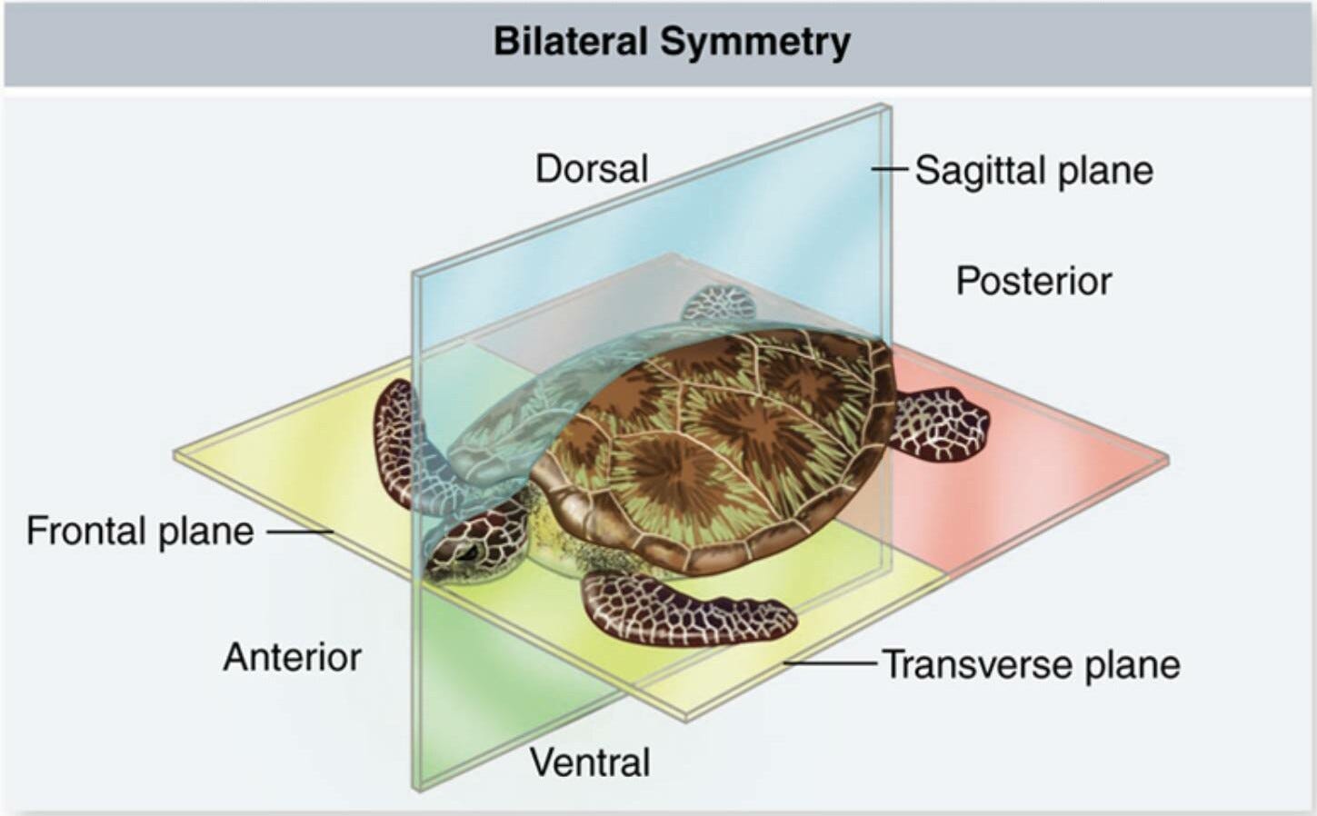 What It Means To Be Bilaterally Symmetrical By Nick Nielsen Medium