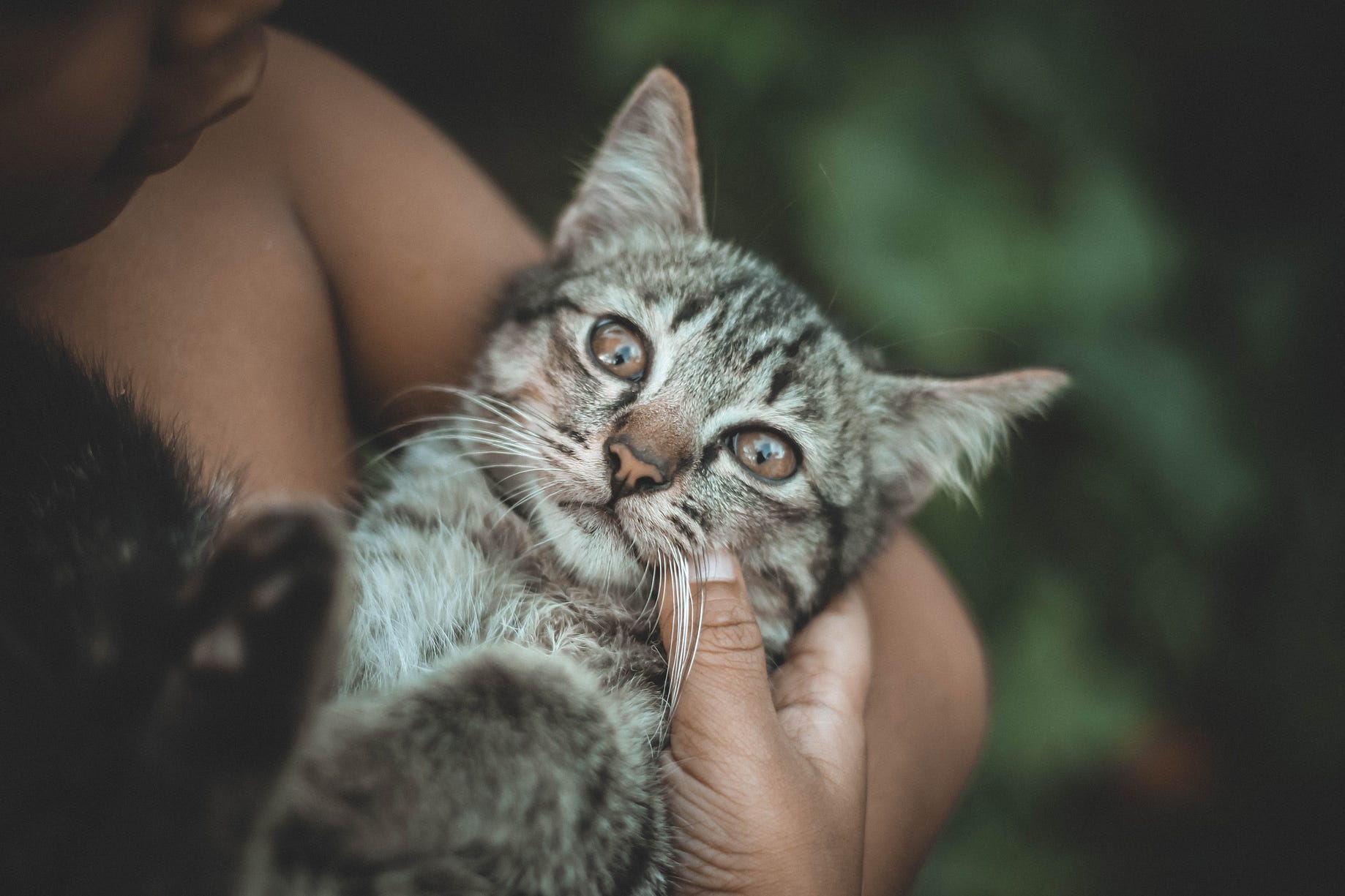 8 Alasan Kuat Agar Tak Memotong Kuku Kucing Kesayanganmu  by Don 