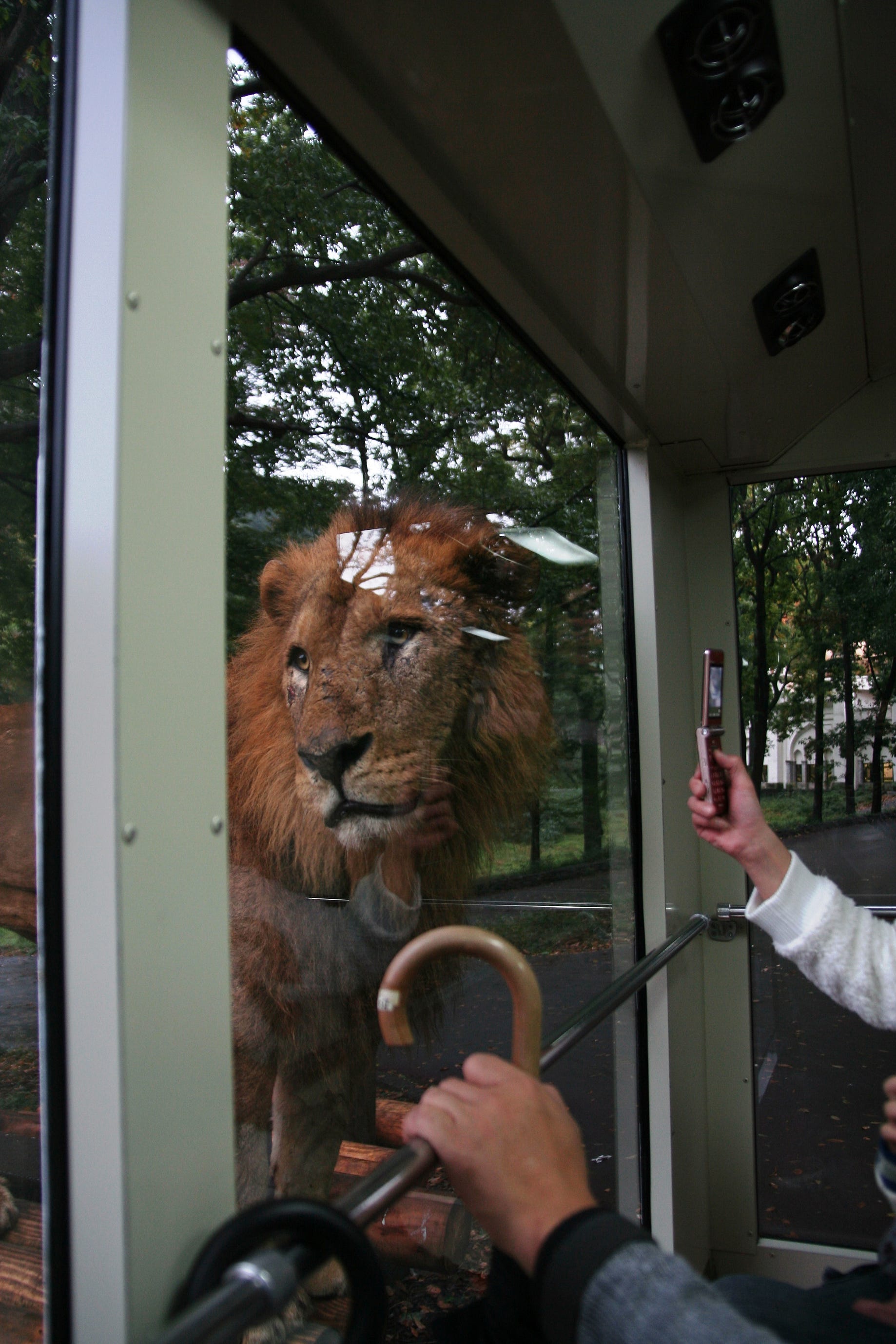 多摩動物公園 在70年代出生長大的我 是當年荔園的長期擁躉 而那被困在圓沙地內的大象伯伯也定是 By 日本村姑