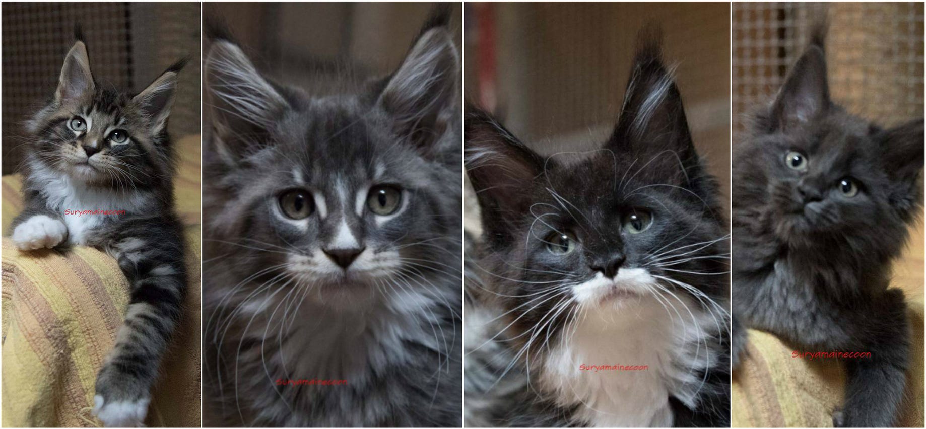 How Substantially Do Maine Coon Kittens Price By Shokat Alam Medium