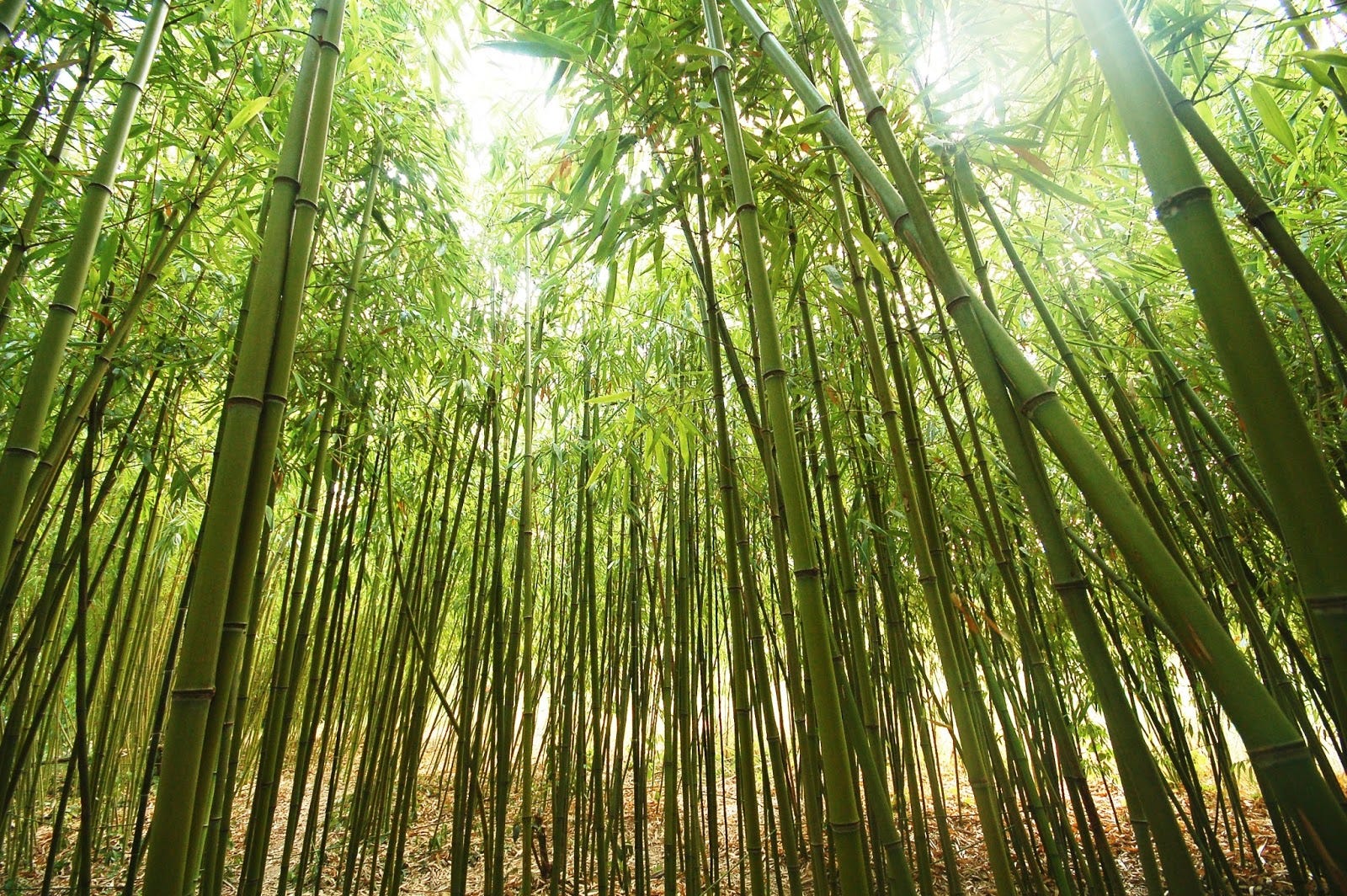 The Bamboo Tree A Model For Your Success By Mike Sparrow Medium