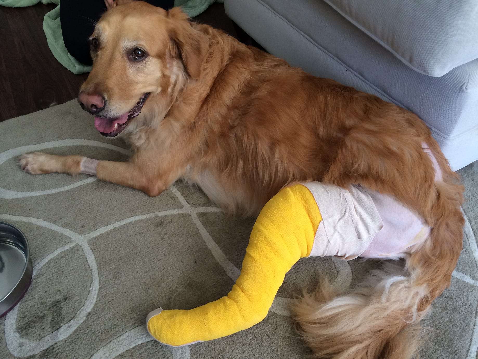 Tplo Recovery Our 6 Year Old Golden Retriever Tore A By Jeff Huang Random Posts Medium