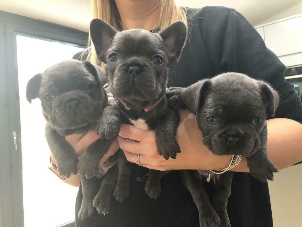 free frenchie puppies