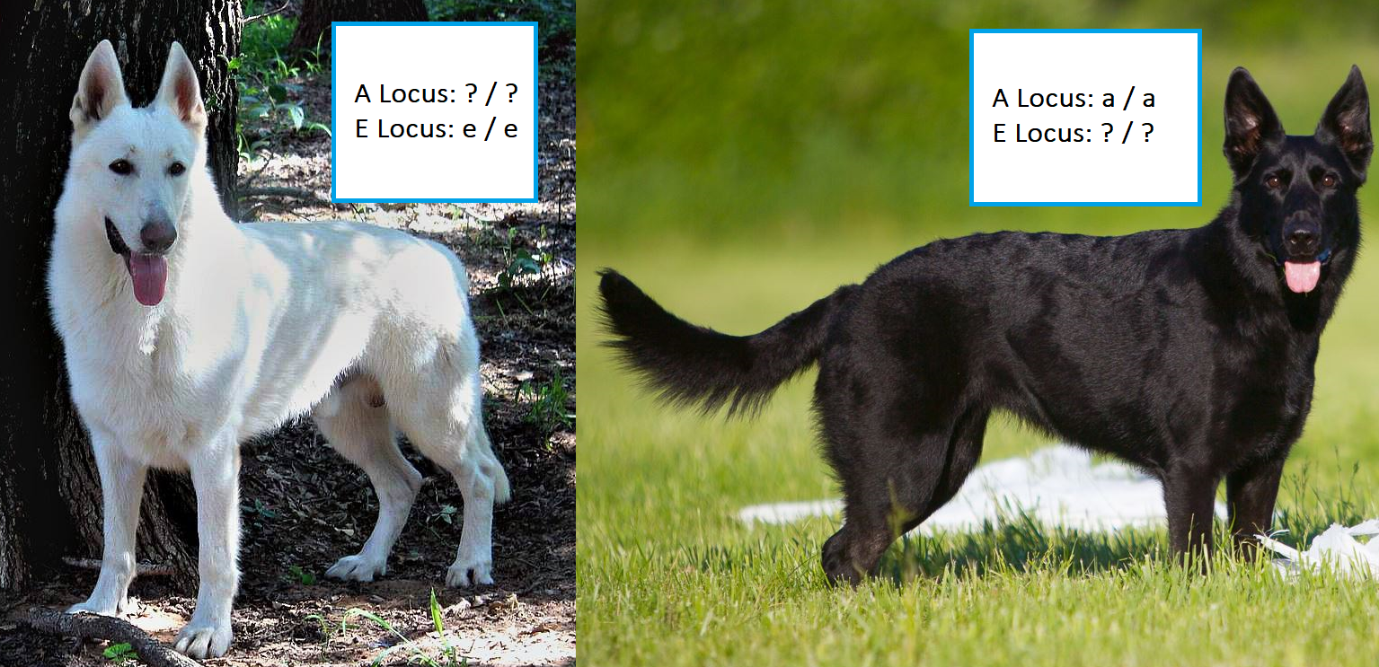 What Happens When You Breed A Black Gsd To A White Gsd By Nick Medium What Happens When You Breed A Black Gsd To A White Gsd By Nick Medium