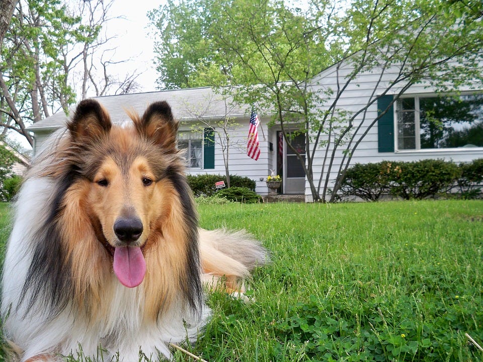 rough border collie