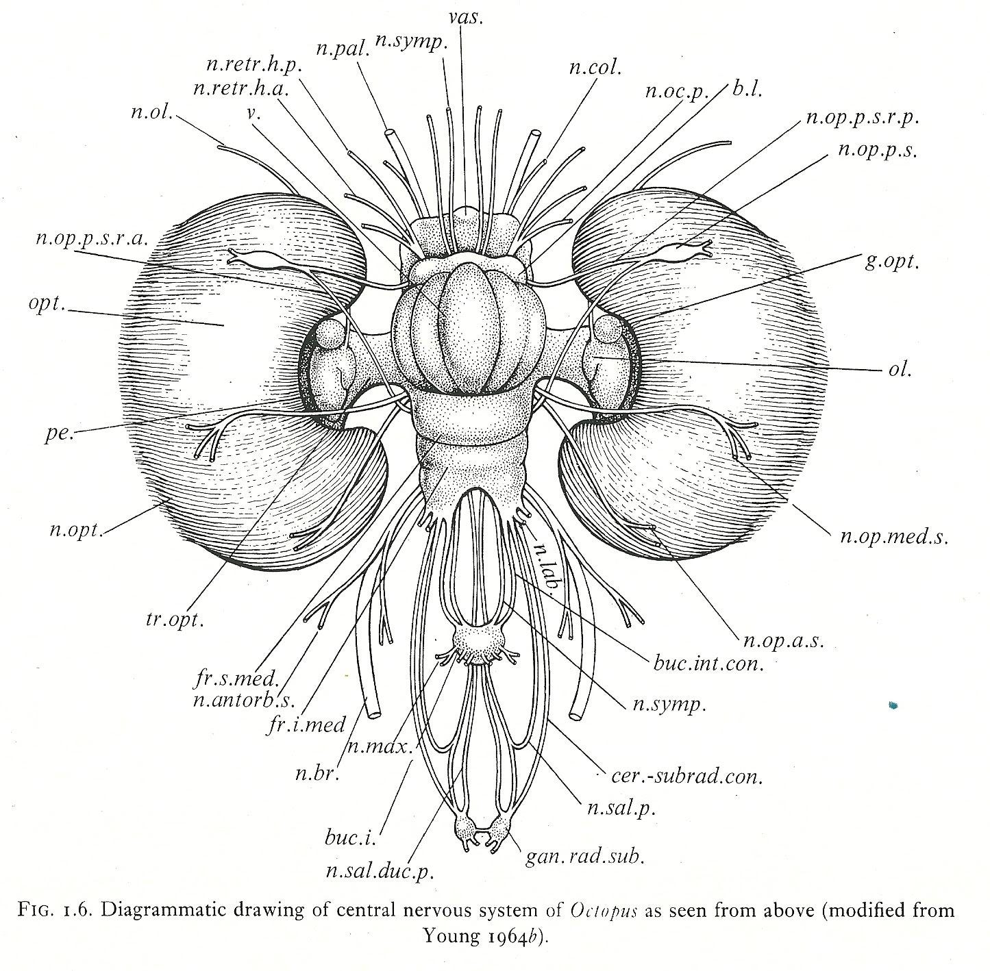 Don T Eat Octopus They Re Not Only Smart They Edit Their Genes To Get Smarter By Amy Sterling Casil Real In Other Words Medium