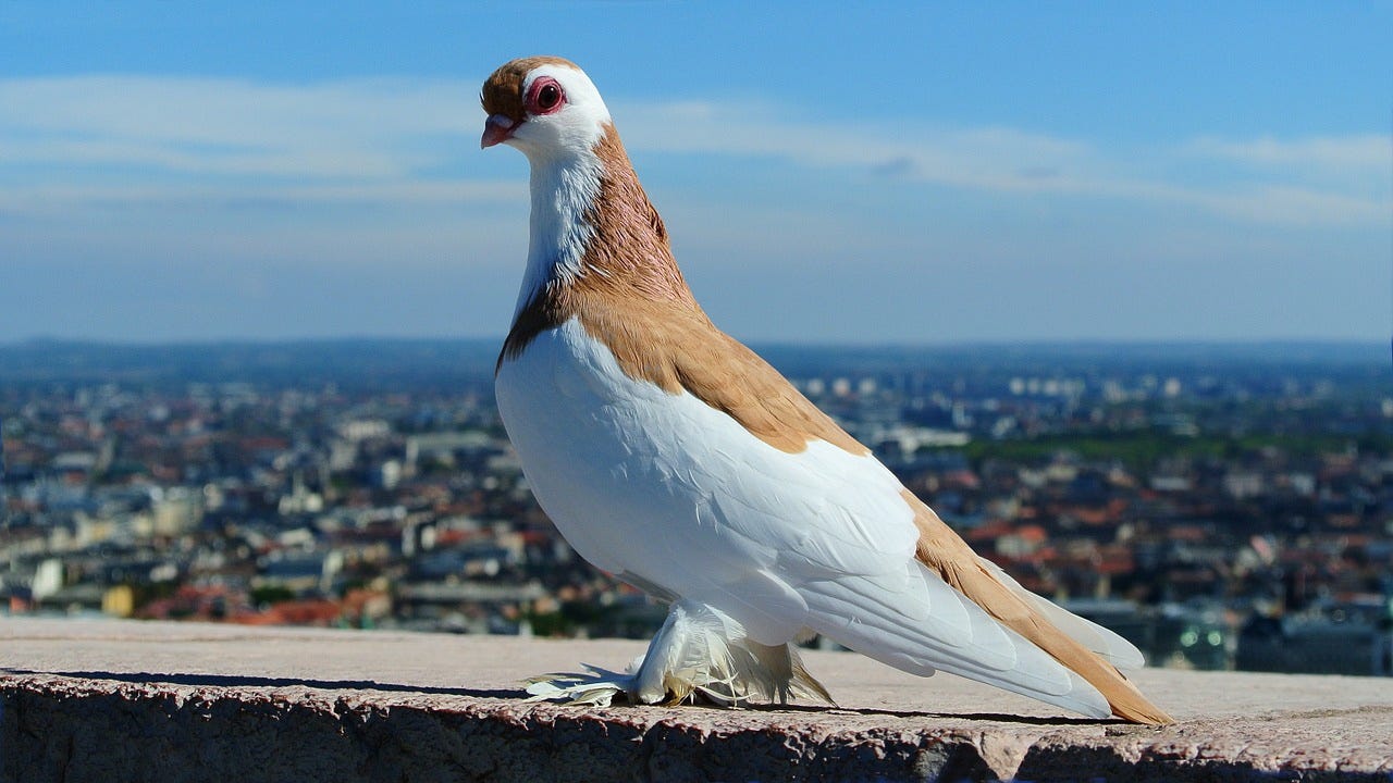 Why Pigeons Not Parrots Are The Ideal Avian Companion By Patrick Kuklinski Medium