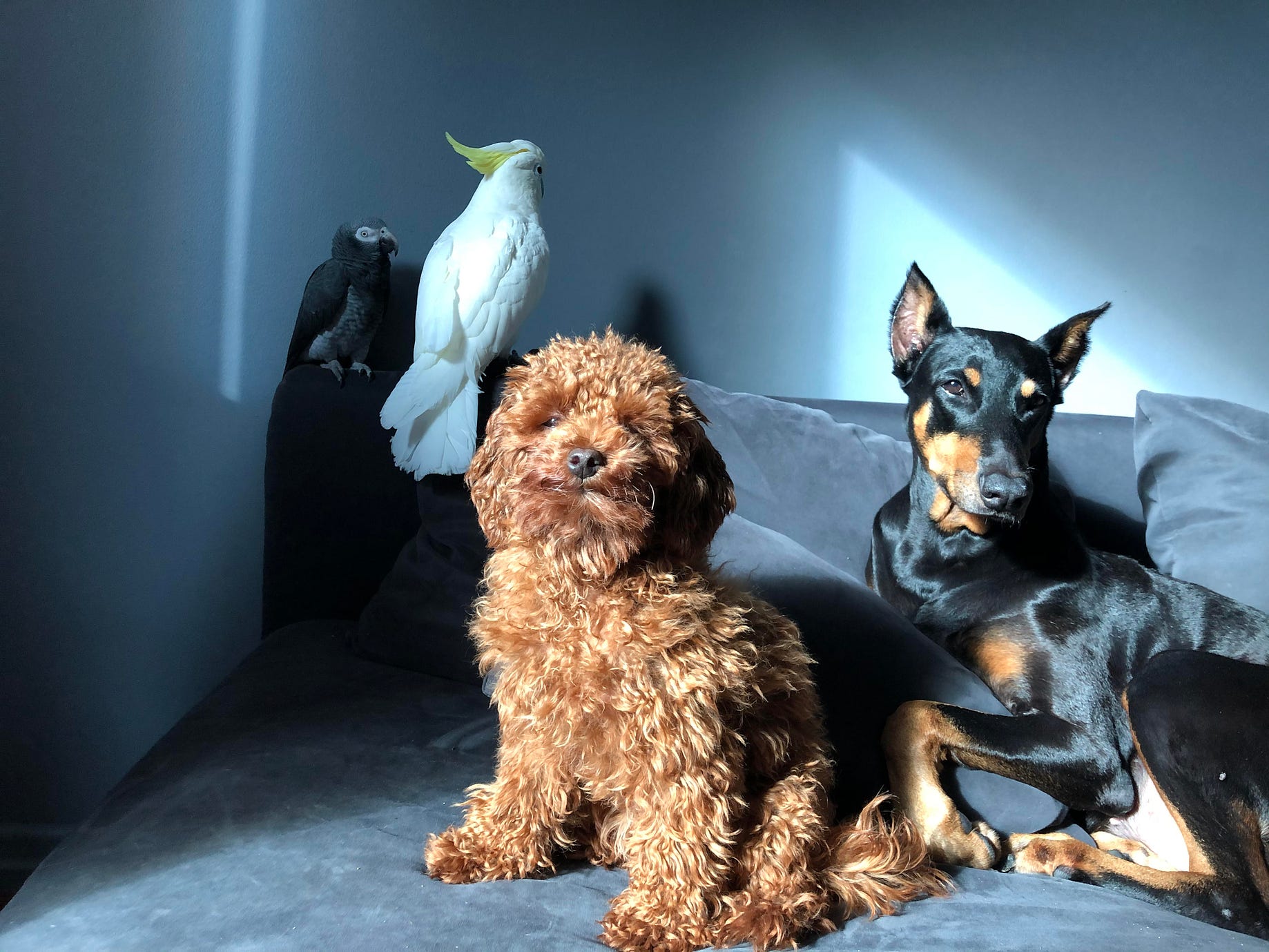 Doberman Denince Akla Dobermanlar 4 5 Yasindan Sonra By Burcico Medium Doberman Denince Akla Dobermanlar 4 5 Yasindan Sonra By Burcico Medium