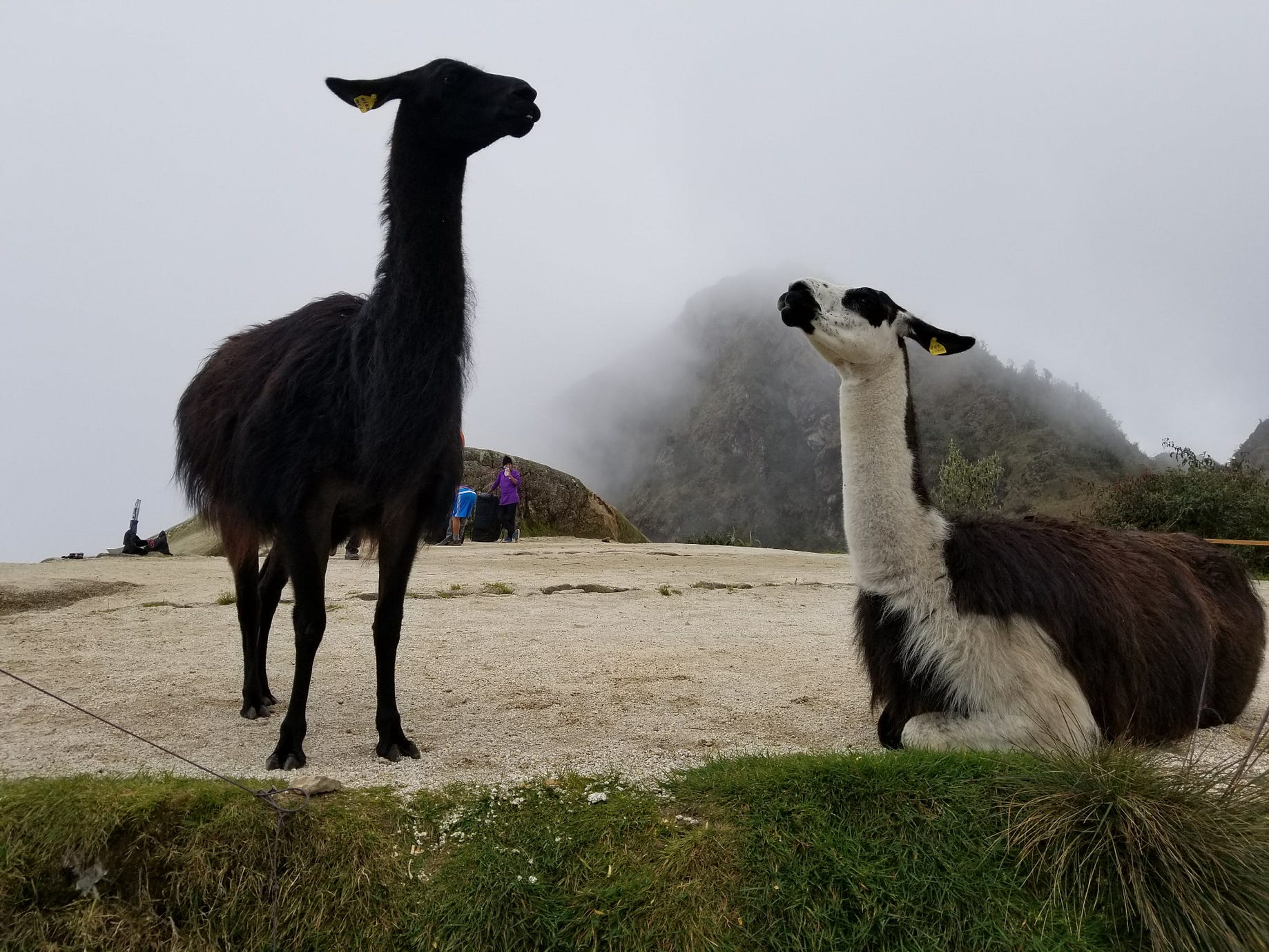 The Peruvian Adventure Part 3 The Inca Trail By Erica Zendell Medium